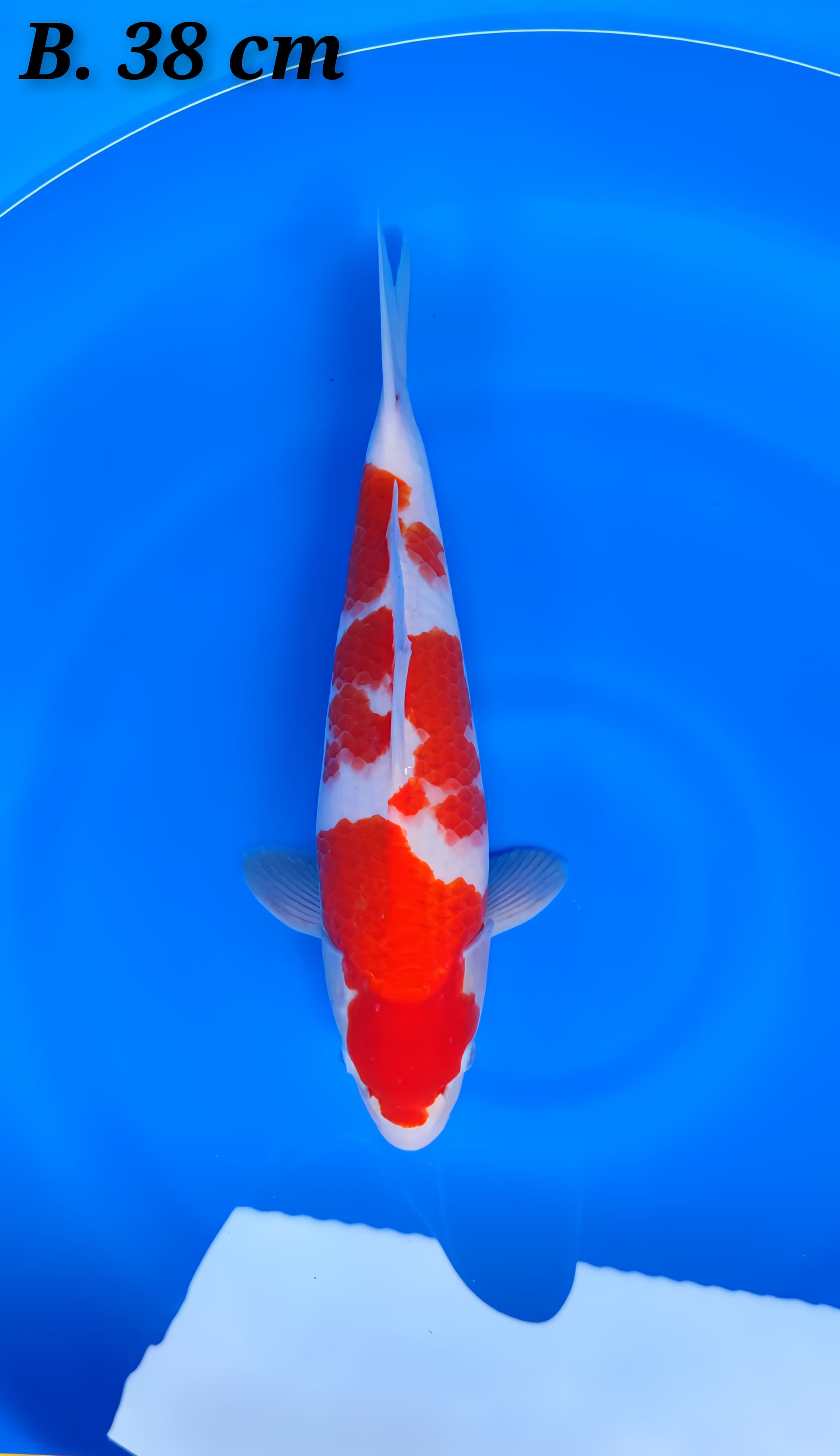 Lelang Koi Online, Jual Beli Ikan Koi, Pusat Jual Beli Koi, Info Lelang Koi Hari Ini, Platform Jual Beli Koi, Jual Beli Ikan Koi Online, Marketplace Ikan Koi, Jual Koi Terbaik, Tempat Beli Koi Berkualitas, Pasar Ikan Koi Online Terpercaya, Penjual Ikan Koi Terpercaya, Beli Koi Hias Online, Ikan Koi untuk Dijual, Koi Kualitas Terbaik, Toko Online Ikan Koi, Koi Hias Untuk Dijual, Jual Beli Ikan Koi Lokal, Koi Indonesia Online, Pusat Jual Beli Koi Terbesar