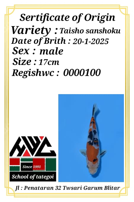 Lelang Koi Online, Jual Beli Ikan Koi, Pusat Jual Beli Koi, Info Lelang Koi Hari Ini, Platform Jual Beli Koi, Jual Beli Ikan Koi Online, Marketplace Ikan Koi, Jual Koi Terbaik, Tempat Beli Koi Berkualitas, Pasar Ikan Koi Online Terpercaya, Penjual Ikan Koi Terpercaya, Beli Koi Hias Online, Ikan Koi untuk Dijual, Koi Kualitas Terbaik, Toko Online Ikan Koi, Koi Hias Untuk Dijual, Jual Beli Ikan Koi Lokal, Koi Indonesia Online, Pusat Jual Beli Koi Terbesar