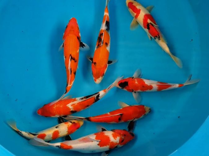 Lelang Koi Online, Jual Beli Ikan Koi, Pusat Jual Beli Koi, Info Lelang Koi Hari Ini, Platform Jual Beli Koi, Jual Beli Ikan Koi Online, Marketplace Ikan Koi, Jual Koi Terbaik, Tempat Beli Koi Berkualitas, Pasar Ikan Koi Online Terpercaya, Penjual Ikan Koi Terpercaya, Beli Koi Hias Online, Ikan Koi untuk Dijual, Koi Kualitas Terbaik, Toko Online Ikan Koi, Koi Hias Untuk Dijual, Jual Beli Ikan Koi Lokal, Koi Indonesia Online, Pusat Jual Beli Koi Terbesar