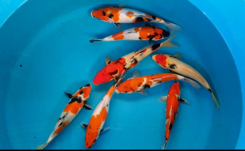 Lelang Koi Online, Jual Beli Ikan Koi, Pusat Jual Beli Koi, Info Lelang Koi Hari Ini, Platform Jual Beli Koi, Jual Beli Ikan Koi Online, Marketplace Ikan Koi, Jual Koi Terbaik, Tempat Beli Koi Berkualitas, Pasar Ikan Koi Online Terpercaya, Penjual Ikan Koi Terpercaya, Beli Koi Hias Online, Ikan Koi untuk Dijual, Koi Kualitas Terbaik, Toko Online Ikan Koi, Koi Hias Untuk Dijual, Jual Beli Ikan Koi Lokal, Koi Indonesia Online, Pusat Jual Beli Koi Terbesar