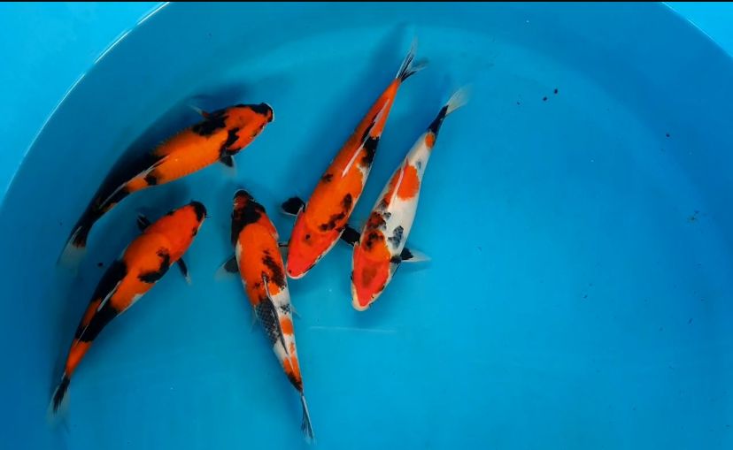 Lelang Koi Online, Jual Beli Ikan Koi, Pusat Jual Beli Koi, Info Lelang Koi Hari Ini, Platform Jual Beli Koi, Jual Beli Ikan Koi Online, Marketplace Ikan Koi, Jual Koi Terbaik, Tempat Beli Koi Berkualitas, Pasar Ikan Koi Online Terpercaya, Penjual Ikan Koi Terpercaya, Beli Koi Hias Online, Ikan Koi untuk Dijual, Koi Kualitas Terbaik, Toko Online Ikan Koi, Koi Hias Untuk Dijual, Jual Beli Ikan Koi Lokal, Koi Indonesia Online, Pusat Jual Beli Koi Terbesar
