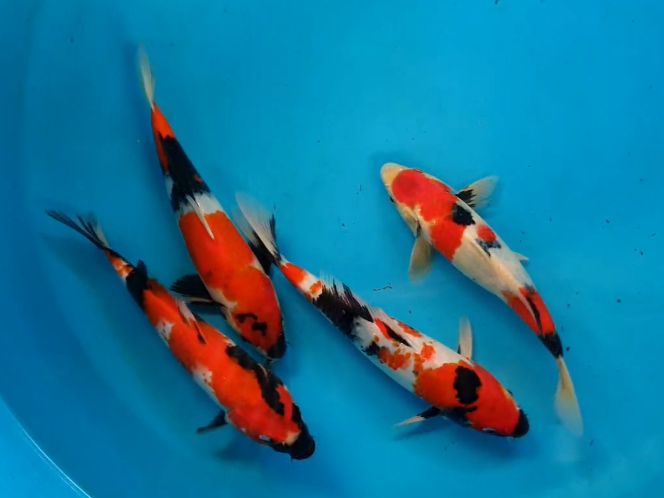Lelang Koi Online, Jual Beli Ikan Koi, Pusat Jual Beli Koi, Info Lelang Koi Hari Ini, Platform Jual Beli Koi, Jual Beli Ikan Koi Online, Marketplace Ikan Koi, Jual Koi Terbaik, Tempat Beli Koi Berkualitas, Pasar Ikan Koi Online Terpercaya, Penjual Ikan Koi Terpercaya, Beli Koi Hias Online, Ikan Koi untuk Dijual, Koi Kualitas Terbaik, Toko Online Ikan Koi, Koi Hias Untuk Dijual, Jual Beli Ikan Koi Lokal, Koi Indonesia Online, Pusat Jual Beli Koi Terbesar