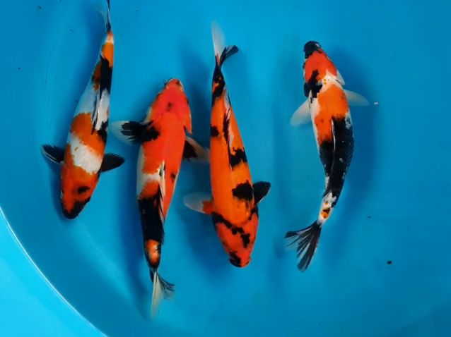 Lelang Koi Online, Jual Beli Ikan Koi, Pusat Jual Beli Koi, Info Lelang Koi Hari Ini, Platform Jual Beli Koi, Jual Beli Ikan Koi Online, Marketplace Ikan Koi, Jual Koi Terbaik, Tempat Beli Koi Berkualitas, Pasar Ikan Koi Online Terpercaya, Penjual Ikan Koi Terpercaya, Beli Koi Hias Online, Ikan Koi untuk Dijual, Koi Kualitas Terbaik, Toko Online Ikan Koi, Koi Hias Untuk Dijual, Jual Beli Ikan Koi Lokal, Koi Indonesia Online, Pusat Jual Beli Koi Terbesar