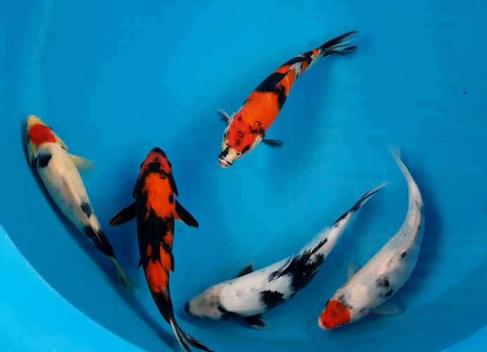 Lelang Koi Online, Jual Beli Ikan Koi, Pusat Jual Beli Koi, Info Lelang Koi Hari Ini, Platform Jual Beli Koi, Jual Beli Ikan Koi Online, Marketplace Ikan Koi, Jual Koi Terbaik, Tempat Beli Koi Berkualitas, Pasar Ikan Koi Online Terpercaya, Penjual Ikan Koi Terpercaya, Beli Koi Hias Online, Ikan Koi untuk Dijual, Koi Kualitas Terbaik, Toko Online Ikan Koi, Koi Hias Untuk Dijual, Jual Beli Ikan Koi Lokal, Koi Indonesia Online, Pusat Jual Beli Koi Terbesar