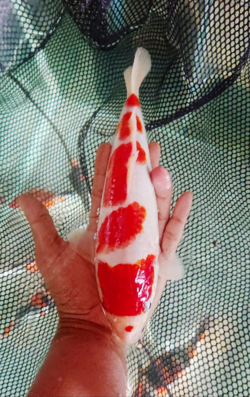 Lelang Koi Online, Jual Beli Ikan Koi, Pusat Jual Beli Koi, Info Lelang Koi Hari Ini, Platform Jual Beli Koi, Jual Beli Ikan Koi Online, Marketplace Ikan Koi, Jual Koi Terbaik, Tempat Beli Koi Berkualitas, Pasar Ikan Koi Online Terpercaya, Penjual Ikan Koi Terpercaya, Beli Koi Hias Online, Ikan Koi untuk Dijual, Koi Kualitas Terbaik, Toko Online Ikan Koi, Koi Hias Untuk Dijual, Jual Beli Ikan Koi Lokal, Koi Indonesia Online, Pusat Jual Beli Koi Terbesar