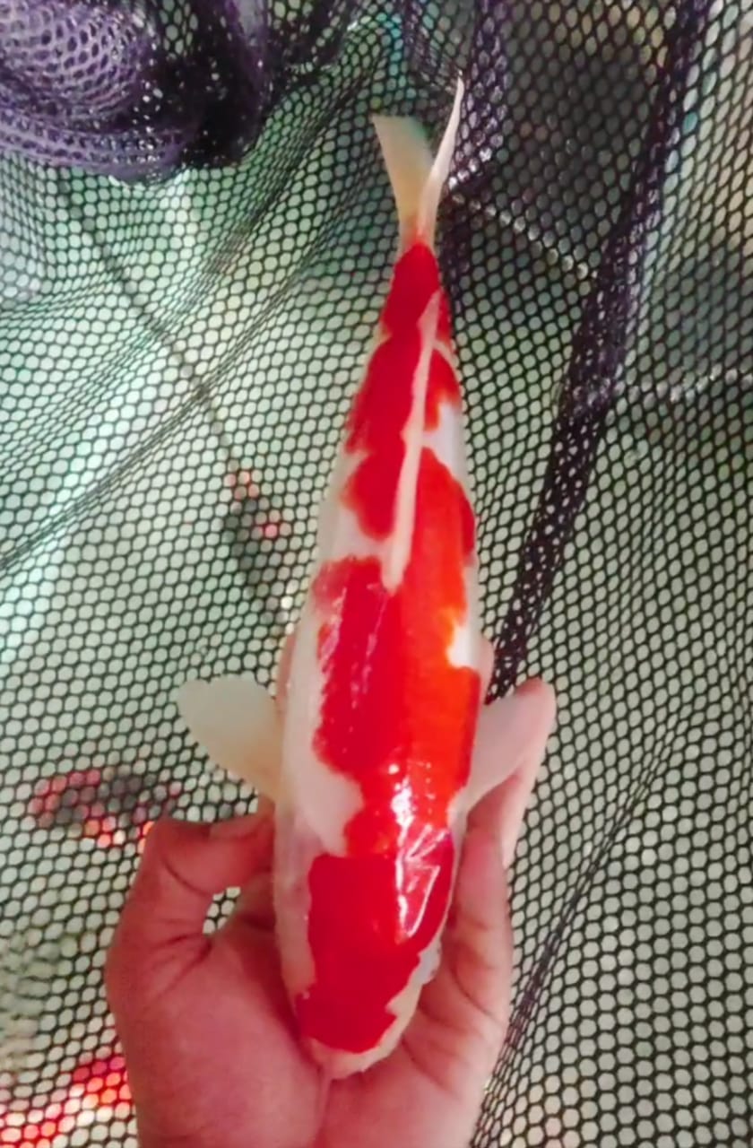 Lelang Koi Online, Jual Beli Ikan Koi, Pusat Jual Beli Koi, Info Lelang Koi Hari Ini, Platform Jual Beli Koi, Jual Beli Ikan Koi Online, Marketplace Ikan Koi, Jual Koi Terbaik, Tempat Beli Koi Berkualitas, Pasar Ikan Koi Online Terpercaya, Penjual Ikan Koi Terpercaya, Beli Koi Hias Online, Ikan Koi untuk Dijual, Koi Kualitas Terbaik, Toko Online Ikan Koi, Koi Hias Untuk Dijual, Jual Beli Ikan Koi Lokal, Koi Indonesia Online, Pusat Jual Beli Koi Terbesar
