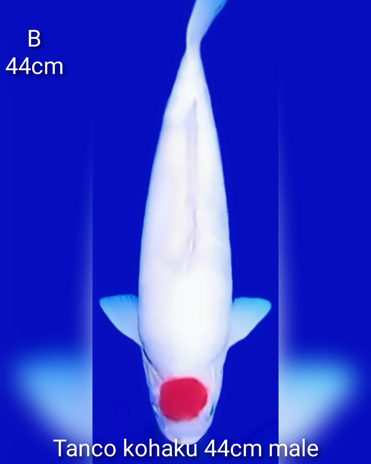 Lelang Koi Online, Jual Beli Ikan Koi, Pusat Jual Beli Koi, Info Lelang Koi Hari Ini, Platform Jual Beli Koi, Jual Beli Ikan Koi Online, Marketplace Ikan Koi, Jual Koi Terbaik, Tempat Beli Koi Berkualitas, Pasar Ikan Koi Online Terpercaya, Penjual Ikan Koi Terpercaya, Beli Koi Hias Online, Ikan Koi untuk Dijual, Koi Kualitas Terbaik, Toko Online Ikan Koi, Koi Hias Untuk Dijual, Jual Beli Ikan Koi Lokal, Koi Indonesia Online, Pusat Jual Beli Koi Terbesar