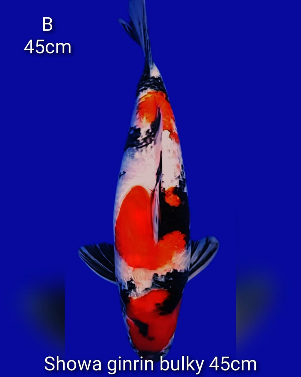 Lelang Koi Online, Jual Beli Ikan Koi, Pusat Jual Beli Koi, Info Lelang Koi Hari Ini, Platform Jual Beli Koi, Jual Beli Ikan Koi Online, Marketplace Ikan Koi, Jual Koi Terbaik, Tempat Beli Koi Berkualitas, Pasar Ikan Koi Online Terpercaya, Penjual Ikan Koi Terpercaya, Beli Koi Hias Online, Ikan Koi untuk Dijual, Koi Kualitas Terbaik, Toko Online Ikan Koi, Koi Hias Untuk Dijual, Jual Beli Ikan Koi Lokal, Koi Indonesia Online, Pusat Jual Beli Koi Terbesar
