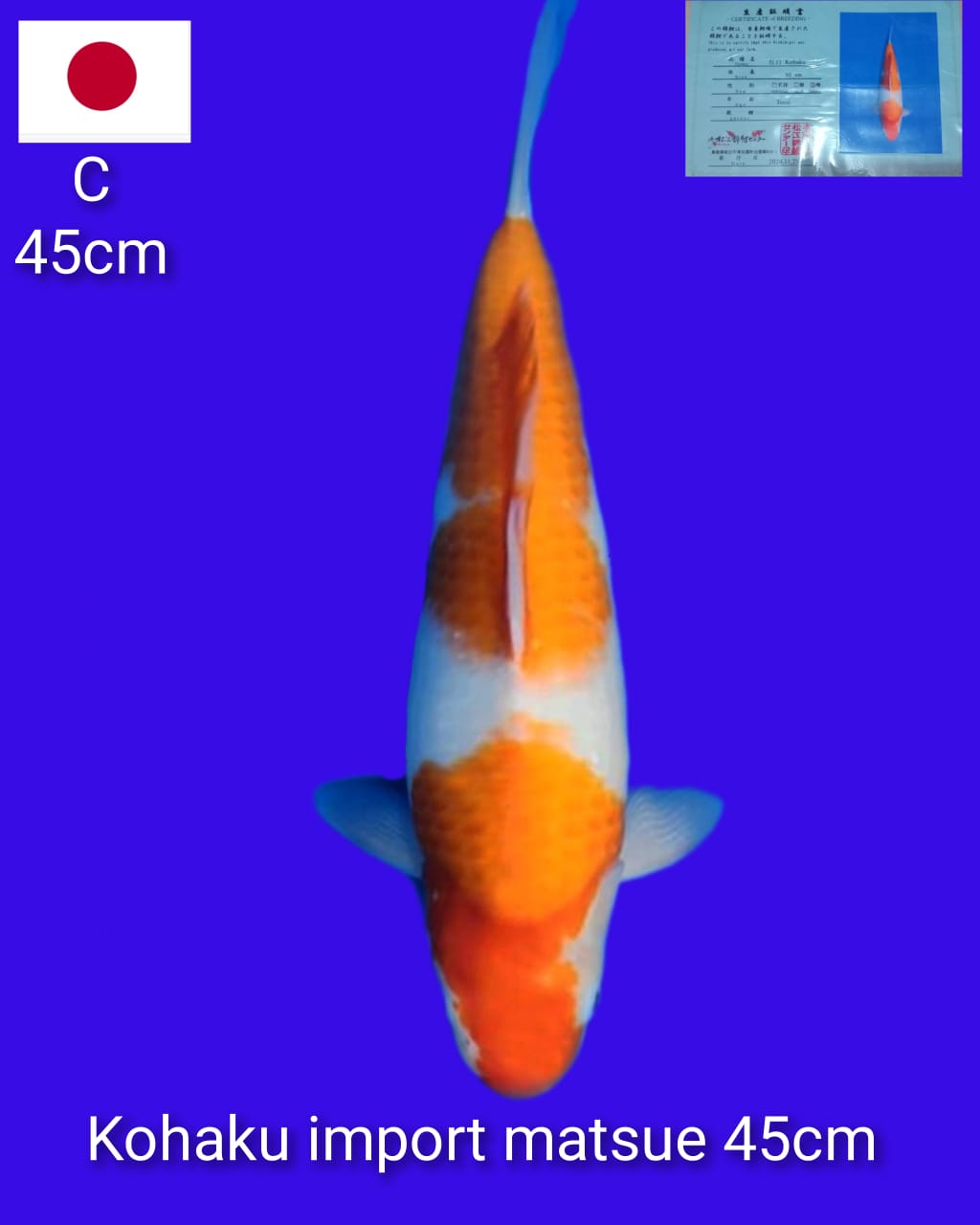 Lelang Koi Online, Jual Beli Ikan Koi, Pusat Jual Beli Koi, Info Lelang Koi Hari Ini, Platform Jual Beli Koi, Jual Beli Ikan Koi Online, Marketplace Ikan Koi, Jual Koi Terbaik, Tempat Beli Koi Berkualitas, Pasar Ikan Koi Online Terpercaya, Penjual Ikan Koi Terpercaya, Beli Koi Hias Online, Ikan Koi untuk Dijual, Koi Kualitas Terbaik, Toko Online Ikan Koi, Koi Hias Untuk Dijual, Jual Beli Ikan Koi Lokal, Koi Indonesia Online, Pusat Jual Beli Koi Terbesar