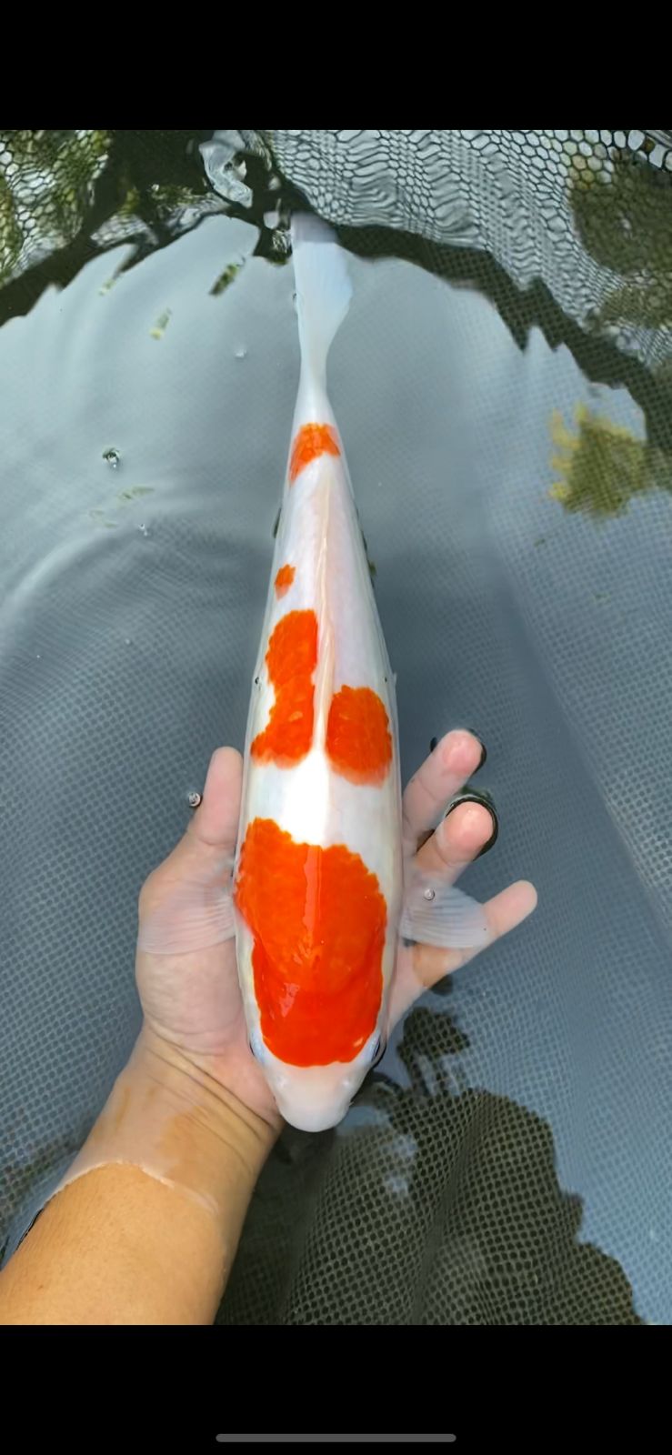 Lelang Koi Online, Jual Beli Ikan Koi, Pusat Jual Beli Koi, Info Lelang Koi Hari Ini, Platform Jual Beli Koi, Jual Beli Ikan Koi Online, Marketplace Ikan Koi, Jual Koi Terbaik, Tempat Beli Koi Berkualitas, Pasar Ikan Koi Online Terpercaya, Penjual Ikan Koi Terpercaya, Beli Koi Hias Online, Ikan Koi untuk Dijual, Koi Kualitas Terbaik, Toko Online Ikan Koi, Koi Hias Untuk Dijual, Jual Beli Ikan Koi Lokal, Koi Indonesia Online, Pusat Jual Beli Koi Terbesar
