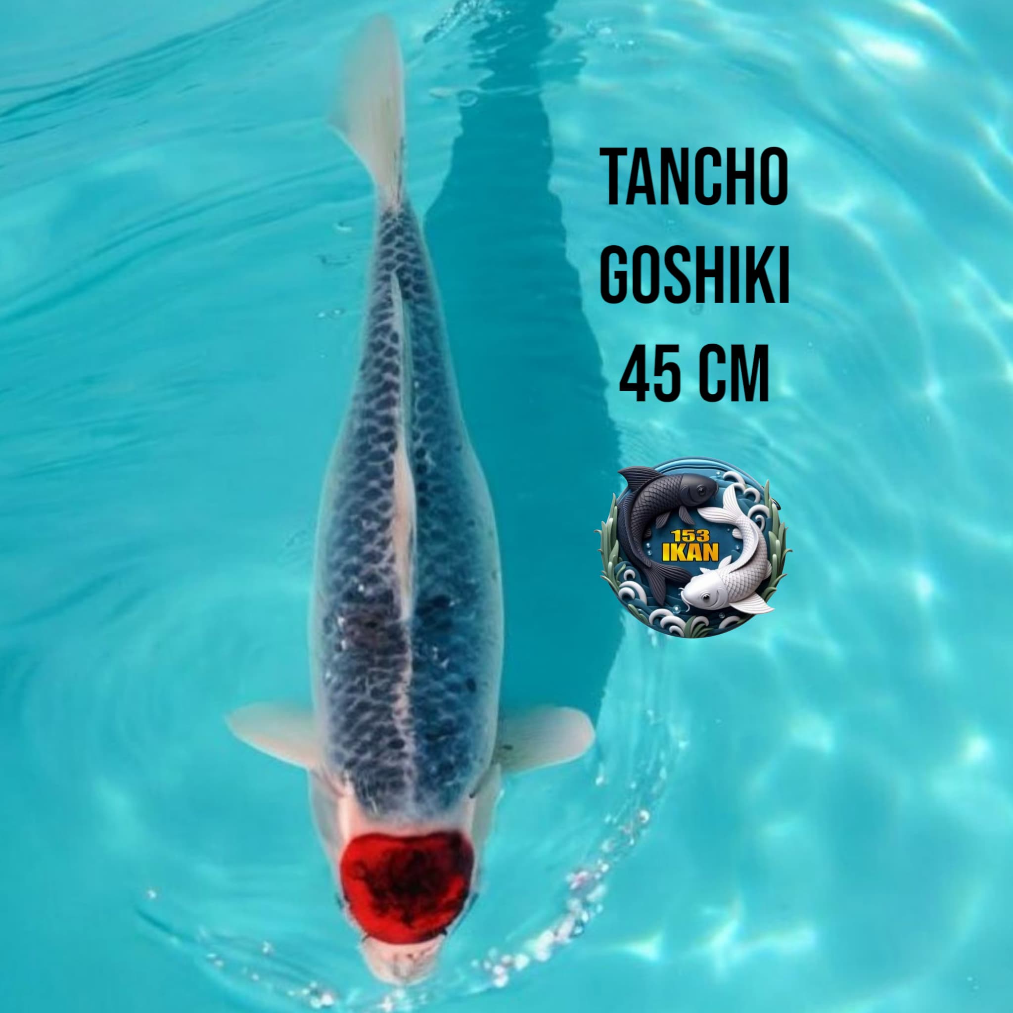 Lelang Koi Online, Jual Beli Ikan Koi, Pusat Jual Beli Koi, Info Lelang Koi Hari Ini, Platform Jual Beli Koi, Jual Beli Ikan Koi Online, Marketplace Ikan Koi, Jual Koi Terbaik, Tempat Beli Koi Berkualitas, Pasar Ikan Koi Online Terpercaya, Penjual Ikan Koi Terpercaya, Beli Koi Hias Online, Ikan Koi untuk Dijual, Koi Kualitas Terbaik, Toko Online Ikan Koi, Koi Hias Untuk Dijual, Jual Beli Ikan Koi Lokal, Koi Indonesia Online, Pusat Jual Beli Koi Terbesar