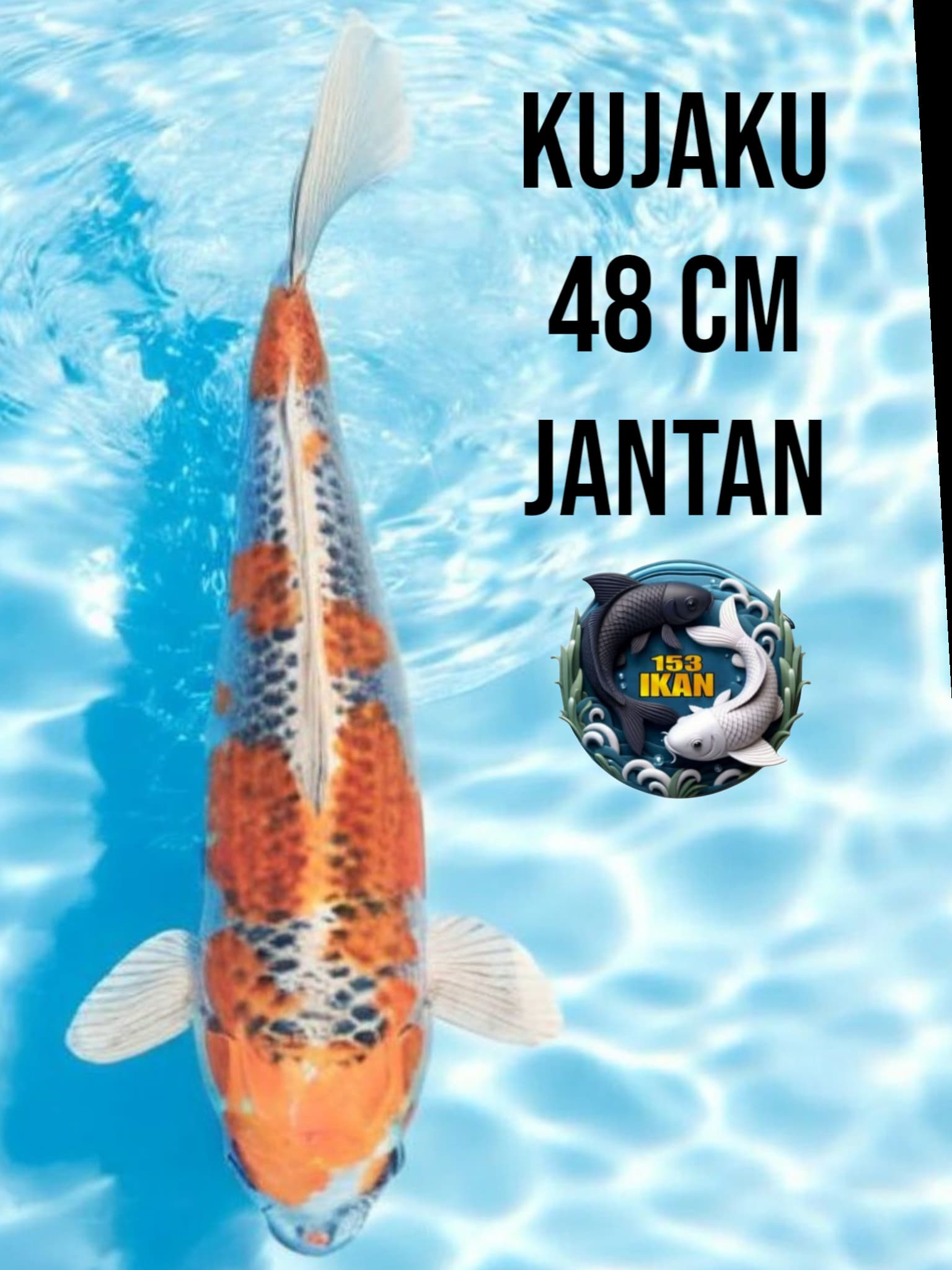 Lelang Koi Online, Jual Beli Ikan Koi, Pusat Jual Beli Koi, Info Lelang Koi Hari Ini, Platform Jual Beli Koi, Jual Beli Ikan Koi Online, Marketplace Ikan Koi, Jual Koi Terbaik, Tempat Beli Koi Berkualitas, Pasar Ikan Koi Online Terpercaya, Penjual Ikan Koi Terpercaya, Beli Koi Hias Online, Ikan Koi untuk Dijual, Koi Kualitas Terbaik, Toko Online Ikan Koi, Koi Hias Untuk Dijual, Jual Beli Ikan Koi Lokal, Koi Indonesia Online, Pusat Jual Beli Koi Terbesar
