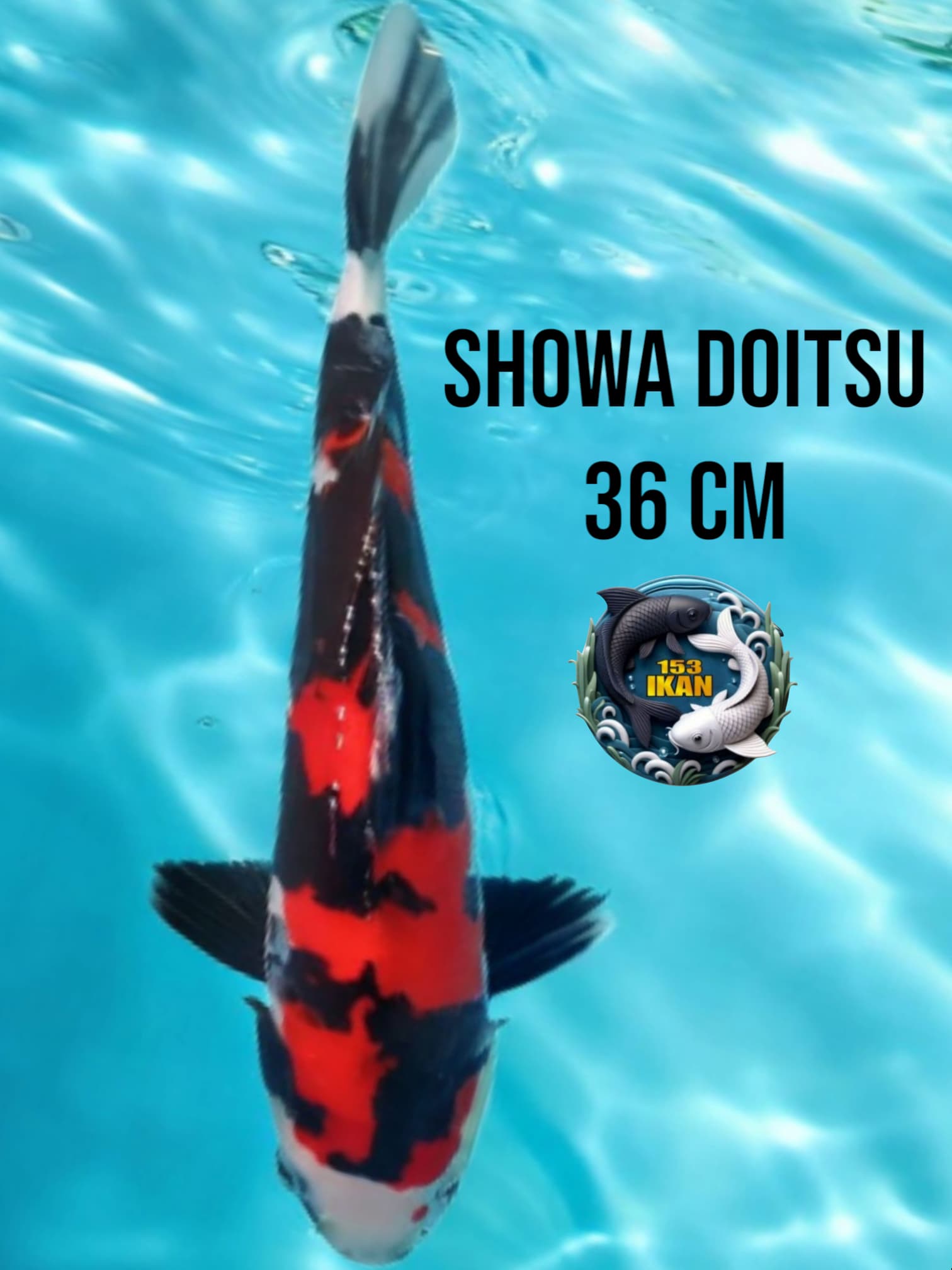 Lelang Koi Online, Jual Beli Ikan Koi, Pusat Jual Beli Koi, Info Lelang Koi Hari Ini, Platform Jual Beli Koi, Jual Beli Ikan Koi Online, Marketplace Ikan Koi, Jual Koi Terbaik, Tempat Beli Koi Berkualitas, Pasar Ikan Koi Online Terpercaya, Penjual Ikan Koi Terpercaya, Beli Koi Hias Online, Ikan Koi untuk Dijual, Koi Kualitas Terbaik, Toko Online Ikan Koi, Koi Hias Untuk Dijual, Jual Beli Ikan Koi Lokal, Koi Indonesia Online, Pusat Jual Beli Koi Terbesar