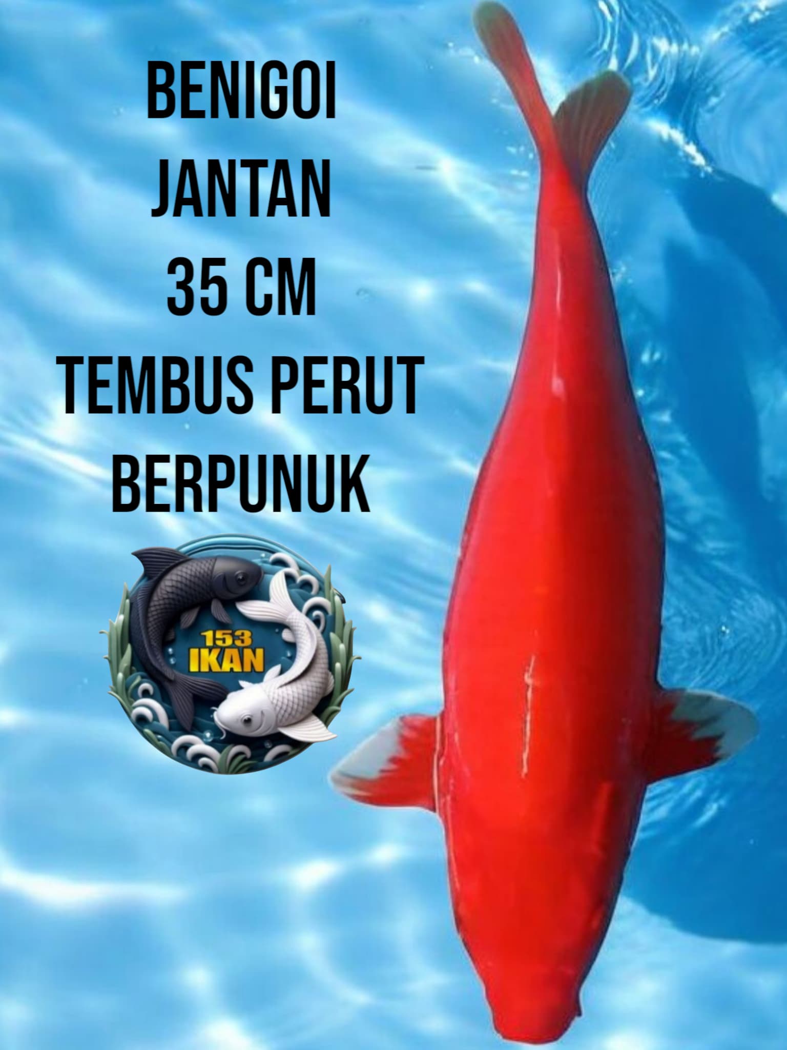 Lelang Koi Online, Jual Beli Ikan Koi, Pusat Jual Beli Koi, Info Lelang Koi Hari Ini, Platform Jual Beli Koi, Jual Beli Ikan Koi Online, Marketplace Ikan Koi, Jual Koi Terbaik, Tempat Beli Koi Berkualitas, Pasar Ikan Koi Online Terpercaya, Penjual Ikan Koi Terpercaya, Beli Koi Hias Online, Ikan Koi untuk Dijual, Koi Kualitas Terbaik, Toko Online Ikan Koi, Koi Hias Untuk Dijual, Jual Beli Ikan Koi Lokal, Koi Indonesia Online, Pusat Jual Beli Koi Terbesar