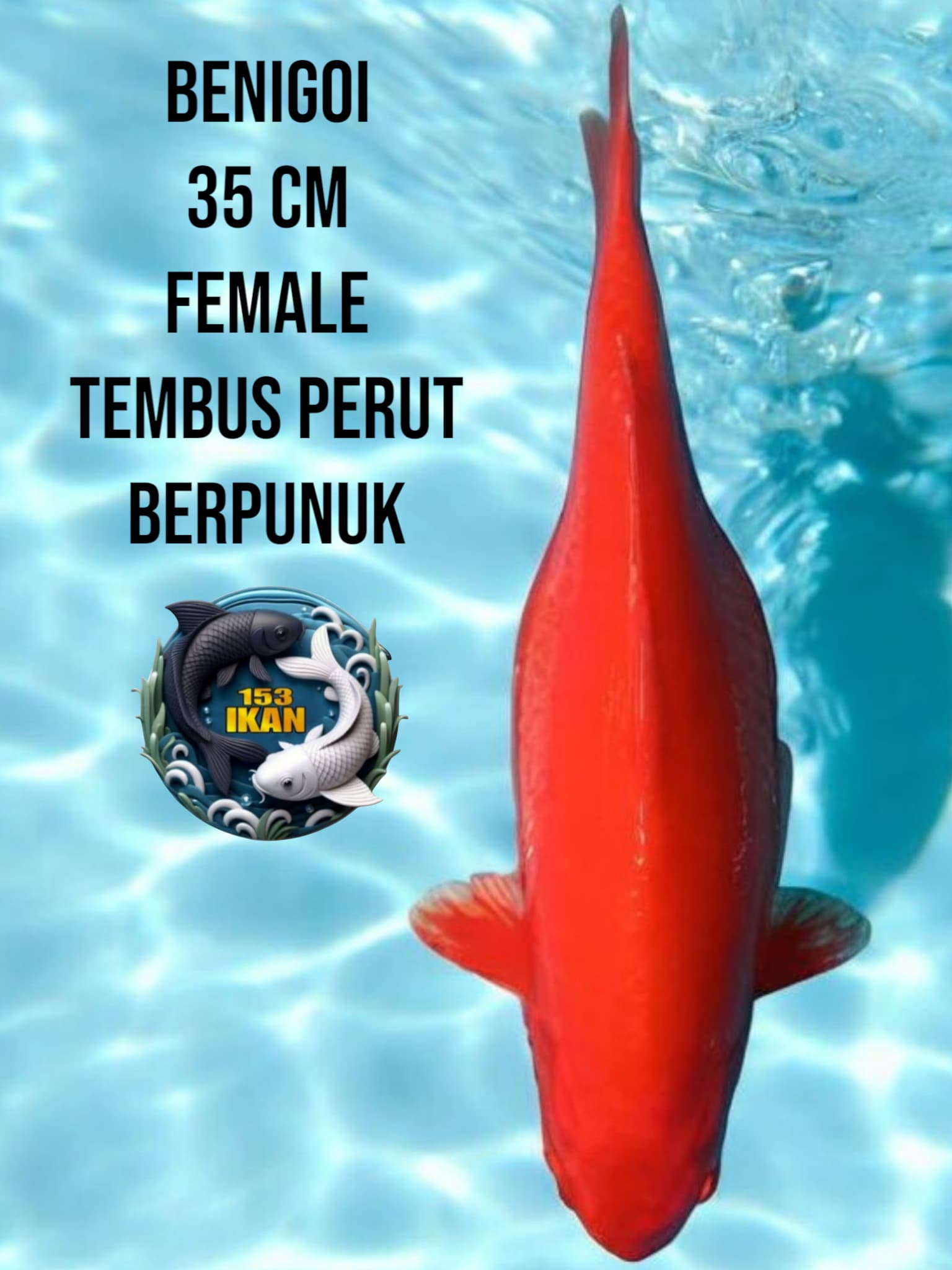 Lelang Koi Online, Jual Beli Ikan Koi, Pusat Jual Beli Koi, Info Lelang Koi Hari Ini, Platform Jual Beli Koi, Jual Beli Ikan Koi Online, Marketplace Ikan Koi, Jual Koi Terbaik, Tempat Beli Koi Berkualitas, Pasar Ikan Koi Online Terpercaya, Penjual Ikan Koi Terpercaya, Beli Koi Hias Online, Ikan Koi untuk Dijual, Koi Kualitas Terbaik, Toko Online Ikan Koi, Koi Hias Untuk Dijual, Jual Beli Ikan Koi Lokal, Koi Indonesia Online, Pusat Jual Beli Koi Terbesar