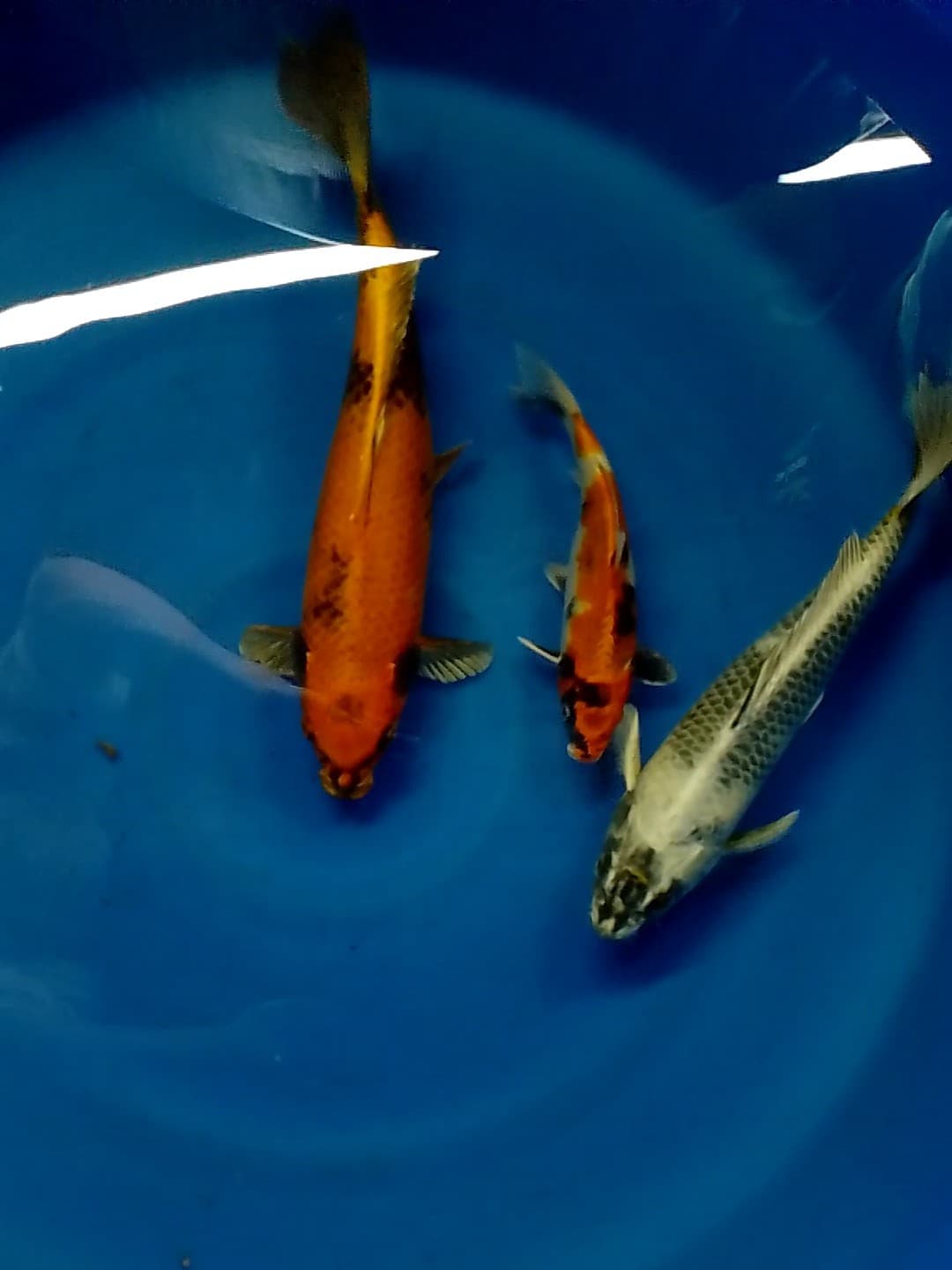 Lelang Koi Online, Jual Beli Ikan Koi, Pusat Jual Beli Koi, Info Lelang Koi Hari Ini, Platform Jual Beli Koi, Jual Beli Ikan Koi Online, Marketplace Ikan Koi, Jual Koi Terbaik, Tempat Beli Koi Berkualitas, Pasar Ikan Koi Online Terpercaya, Penjual Ikan Koi Terpercaya, Beli Koi Hias Online, Ikan Koi untuk Dijual, Koi Kualitas Terbaik, Toko Online Ikan Koi, Koi Hias Untuk Dijual, Jual Beli Ikan Koi Lokal, Koi Indonesia Online, Pusat Jual Beli Koi Terbesar
