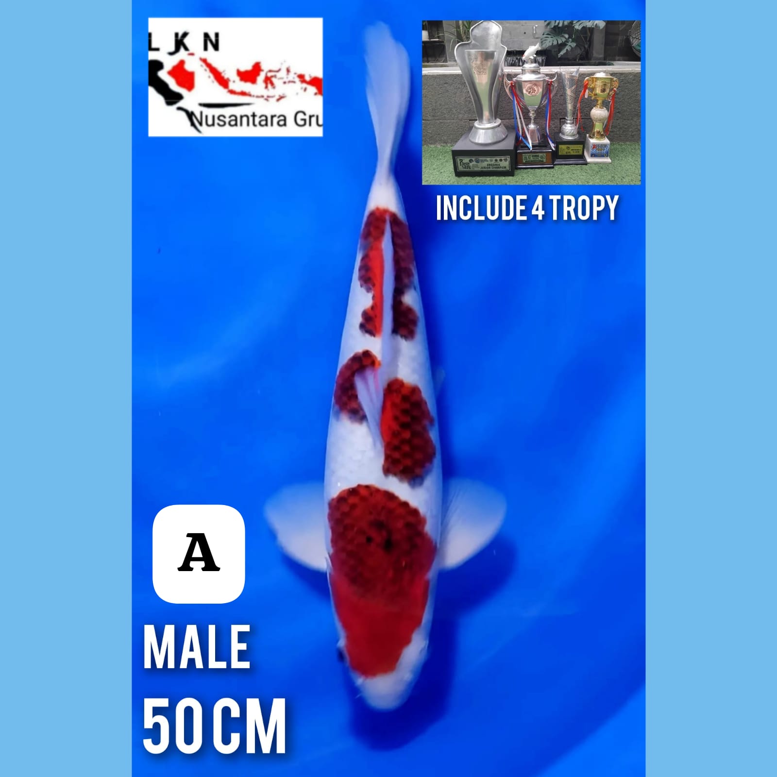 Lelang Koi Online, Jual Beli Ikan Koi, Pusat Jual Beli Koi, Info Lelang Koi Hari Ini, Platform Jual Beli Koi, Jual Beli Ikan Koi Online, Marketplace Ikan Koi, Jual Koi Terbaik, Tempat Beli Koi Berkualitas, Pasar Ikan Koi Online Terpercaya, Penjual Ikan Koi Terpercaya, Beli Koi Hias Online, Ikan Koi untuk Dijual, Koi Kualitas Terbaik, Toko Online Ikan Koi, Koi Hias Untuk Dijual, Jual Beli Ikan Koi Lokal, Koi Indonesia Online, Pusat Jual Beli Koi Terbesar