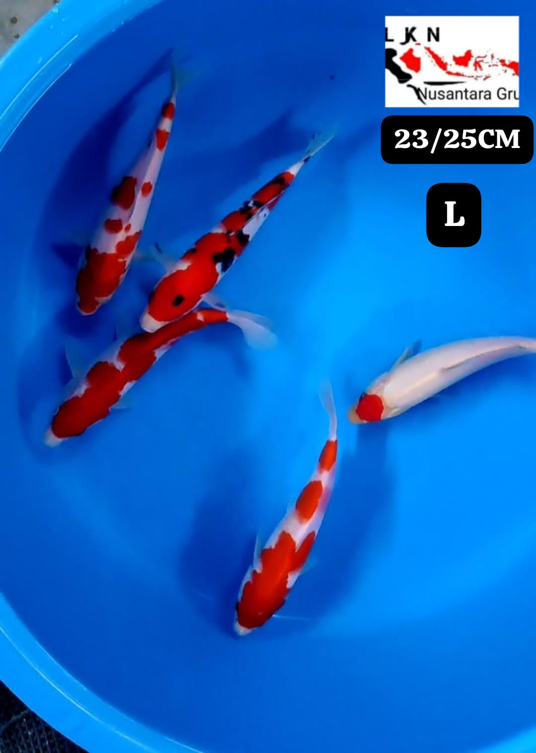 Lelang Koi Online, Jual Beli Ikan Koi, Pusat Jual Beli Koi, Info Lelang Koi Hari Ini, Platform Jual Beli Koi, Jual Beli Ikan Koi Online, Marketplace Ikan Koi, Jual Koi Terbaik, Tempat Beli Koi Berkualitas, Pasar Ikan Koi Online Terpercaya, Penjual Ikan Koi Terpercaya, Beli Koi Hias Online, Ikan Koi untuk Dijual, Koi Kualitas Terbaik, Toko Online Ikan Koi, Koi Hias Untuk Dijual, Jual Beli Ikan Koi Lokal, Koi Indonesia Online, Pusat Jual Beli Koi Terbesar