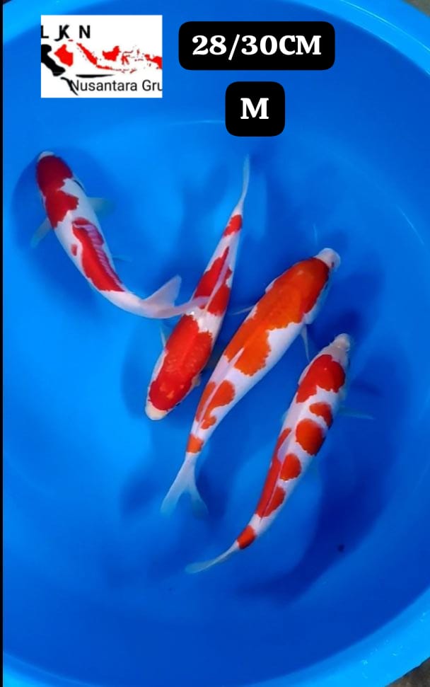 Lelang Koi Online, Jual Beli Ikan Koi, Pusat Jual Beli Koi, Info Lelang Koi Hari Ini, Platform Jual Beli Koi, Jual Beli Ikan Koi Online, Marketplace Ikan Koi, Jual Koi Terbaik, Tempat Beli Koi Berkualitas, Pasar Ikan Koi Online Terpercaya, Penjual Ikan Koi Terpercaya, Beli Koi Hias Online, Ikan Koi untuk Dijual, Koi Kualitas Terbaik, Toko Online Ikan Koi, Koi Hias Untuk Dijual, Jual Beli Ikan Koi Lokal, Koi Indonesia Online, Pusat Jual Beli Koi Terbesar