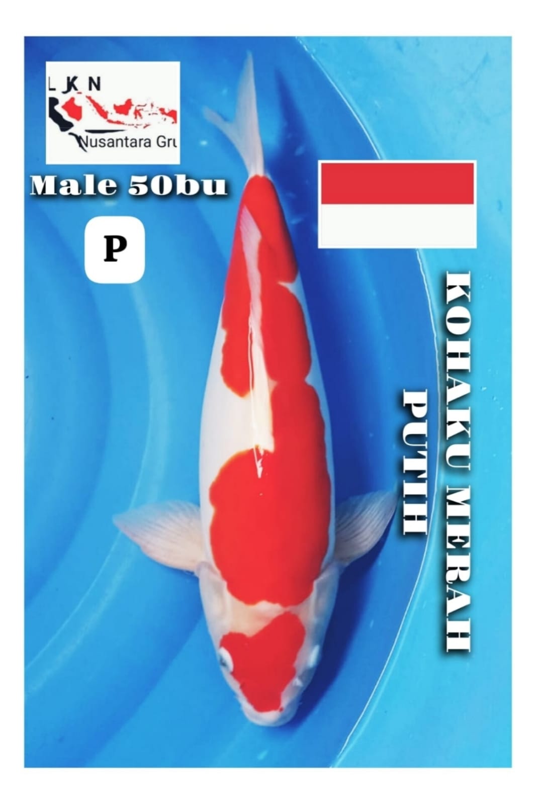 Lelang Koi Online, Jual Beli Ikan Koi, Pusat Jual Beli Koi, Info Lelang Koi Hari Ini, Platform Jual Beli Koi, Jual Beli Ikan Koi Online, Marketplace Ikan Koi, Jual Koi Terbaik, Tempat Beli Koi Berkualitas, Pasar Ikan Koi Online Terpercaya, Penjual Ikan Koi Terpercaya, Beli Koi Hias Online, Ikan Koi untuk Dijual, Koi Kualitas Terbaik, Toko Online Ikan Koi, Koi Hias Untuk Dijual, Jual Beli Ikan Koi Lokal, Koi Indonesia Online, Pusat Jual Beli Koi Terbesar
