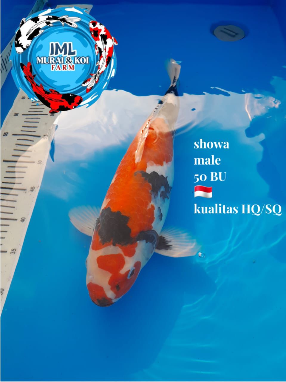Lelang Koi Online, Jual Beli Ikan Koi, Pusat Jual Beli Koi, Info Lelang Koi Hari Ini, Platform Jual Beli Koi, Jual Beli Ikan Koi Online, Marketplace Ikan Koi, Jual Koi Terbaik, Tempat Beli Koi Berkualitas, Pasar Ikan Koi Online Terpercaya, Penjual Ikan Koi Terpercaya, Beli Koi Hias Online, Ikan Koi untuk Dijual, Koi Kualitas Terbaik, Toko Online Ikan Koi, Koi Hias Untuk Dijual, Jual Beli Ikan Koi Lokal, Koi Indonesia Online, Pusat Jual Beli Koi Terbesar