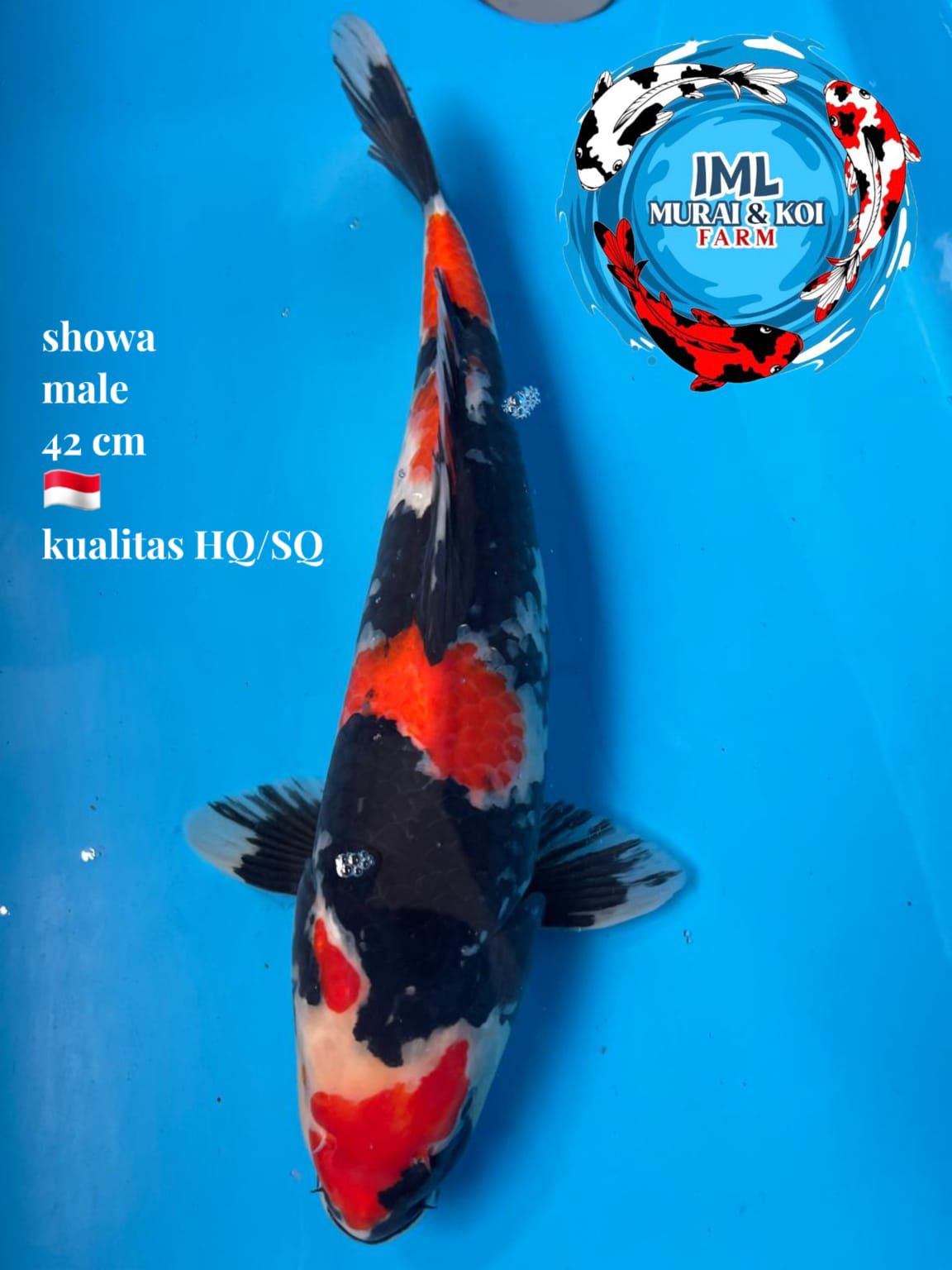 Lelang Koi Online, Jual Beli Ikan Koi, Pusat Jual Beli Koi, Info Lelang Koi Hari Ini, Platform Jual Beli Koi, Jual Beli Ikan Koi Online, Marketplace Ikan Koi, Jual Koi Terbaik, Tempat Beli Koi Berkualitas, Pasar Ikan Koi Online Terpercaya, Penjual Ikan Koi Terpercaya, Beli Koi Hias Online, Ikan Koi untuk Dijual, Koi Kualitas Terbaik, Toko Online Ikan Koi, Koi Hias Untuk Dijual, Jual Beli Ikan Koi Lokal, Koi Indonesia Online, Pusat Jual Beli Koi Terbesar