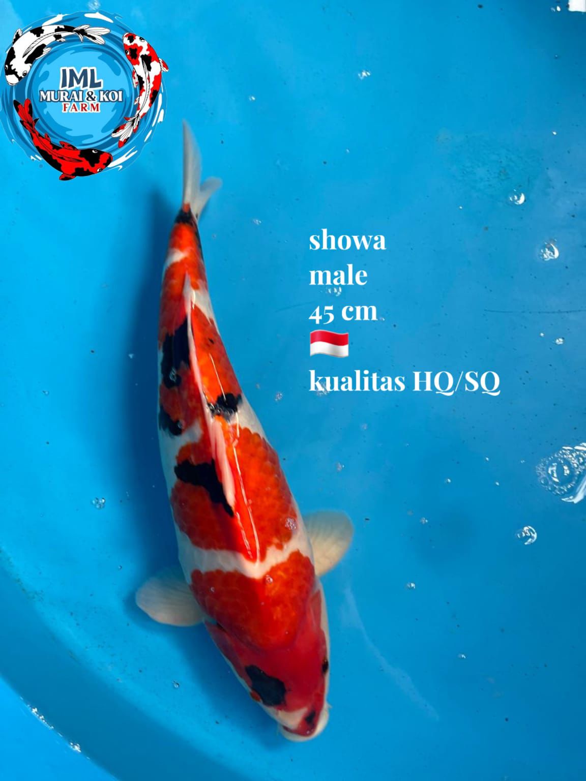 Lelang Koi Online, Jual Beli Ikan Koi, Pusat Jual Beli Koi, Info Lelang Koi Hari Ini, Platform Jual Beli Koi, Jual Beli Ikan Koi Online, Marketplace Ikan Koi, Jual Koi Terbaik, Tempat Beli Koi Berkualitas, Pasar Ikan Koi Online Terpercaya, Penjual Ikan Koi Terpercaya, Beli Koi Hias Online, Ikan Koi untuk Dijual, Koi Kualitas Terbaik, Toko Online Ikan Koi, Koi Hias Untuk Dijual, Jual Beli Ikan Koi Lokal, Koi Indonesia Online, Pusat Jual Beli Koi Terbesar