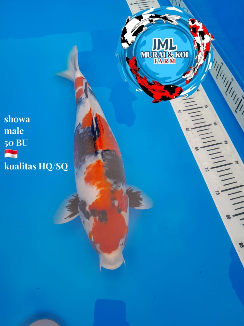 Lelang Koi Online, Jual Beli Ikan Koi, Pusat Jual Beli Koi, Info Lelang Koi Hari Ini, Platform Jual Beli Koi, Jual Beli Ikan Koi Online, Marketplace Ikan Koi, Jual Koi Terbaik, Tempat Beli Koi Berkualitas, Pasar Ikan Koi Online Terpercaya, Penjual Ikan Koi Terpercaya, Beli Koi Hias Online, Ikan Koi untuk Dijual, Koi Kualitas Terbaik, Toko Online Ikan Koi, Koi Hias Untuk Dijual, Jual Beli Ikan Koi Lokal, Koi Indonesia Online, Pusat Jual Beli Koi Terbesar