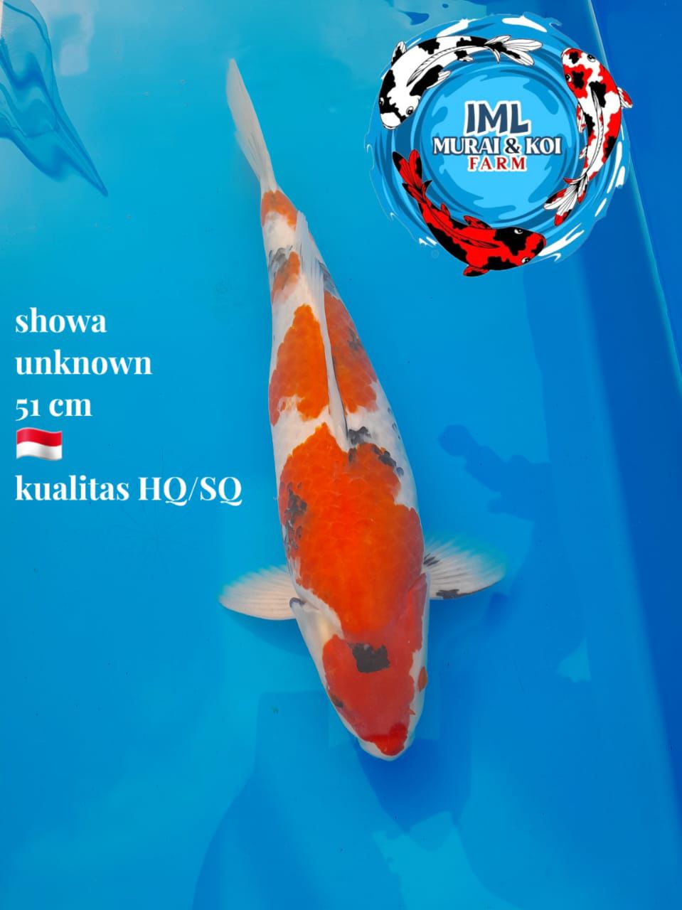 Lelang Koi Online, Jual Beli Ikan Koi, Pusat Jual Beli Koi, Info Lelang Koi Hari Ini, Platform Jual Beli Koi, Jual Beli Ikan Koi Online, Marketplace Ikan Koi, Jual Koi Terbaik, Tempat Beli Koi Berkualitas, Pasar Ikan Koi Online Terpercaya, Penjual Ikan Koi Terpercaya, Beli Koi Hias Online, Ikan Koi untuk Dijual, Koi Kualitas Terbaik, Toko Online Ikan Koi, Koi Hias Untuk Dijual, Jual Beli Ikan Koi Lokal, Koi Indonesia Online, Pusat Jual Beli Koi Terbesar
