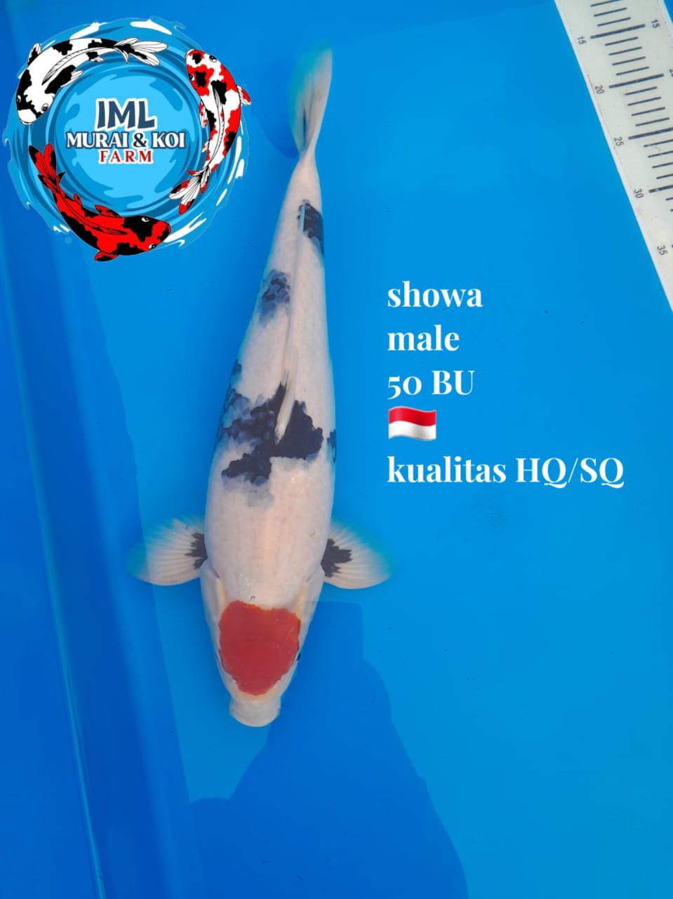 Lelang Koi Online, Jual Beli Ikan Koi, Pusat Jual Beli Koi, Info Lelang Koi Hari Ini, Platform Jual Beli Koi, Jual Beli Ikan Koi Online, Marketplace Ikan Koi, Jual Koi Terbaik, Tempat Beli Koi Berkualitas, Pasar Ikan Koi Online Terpercaya, Penjual Ikan Koi Terpercaya, Beli Koi Hias Online, Ikan Koi untuk Dijual, Koi Kualitas Terbaik, Toko Online Ikan Koi, Koi Hias Untuk Dijual, Jual Beli Ikan Koi Lokal, Koi Indonesia Online, Pusat Jual Beli Koi Terbesar