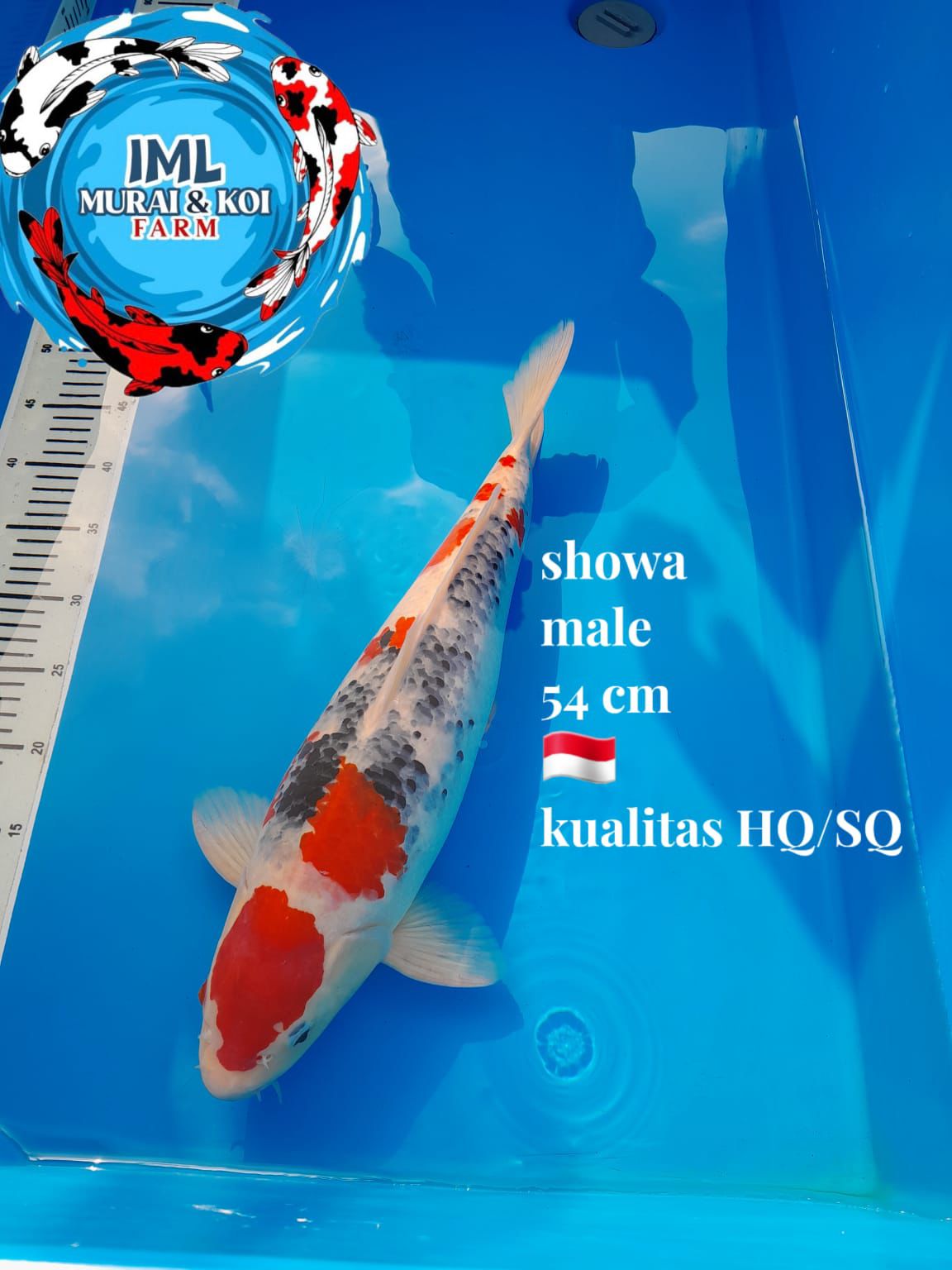 Lelang Koi Online, Jual Beli Ikan Koi, Pusat Jual Beli Koi, Info Lelang Koi Hari Ini, Platform Jual Beli Koi, Jual Beli Ikan Koi Online, Marketplace Ikan Koi, Jual Koi Terbaik, Tempat Beli Koi Berkualitas, Pasar Ikan Koi Online Terpercaya, Penjual Ikan Koi Terpercaya, Beli Koi Hias Online, Ikan Koi untuk Dijual, Koi Kualitas Terbaik, Toko Online Ikan Koi, Koi Hias Untuk Dijual, Jual Beli Ikan Koi Lokal, Koi Indonesia Online, Pusat Jual Beli Koi Terbesar