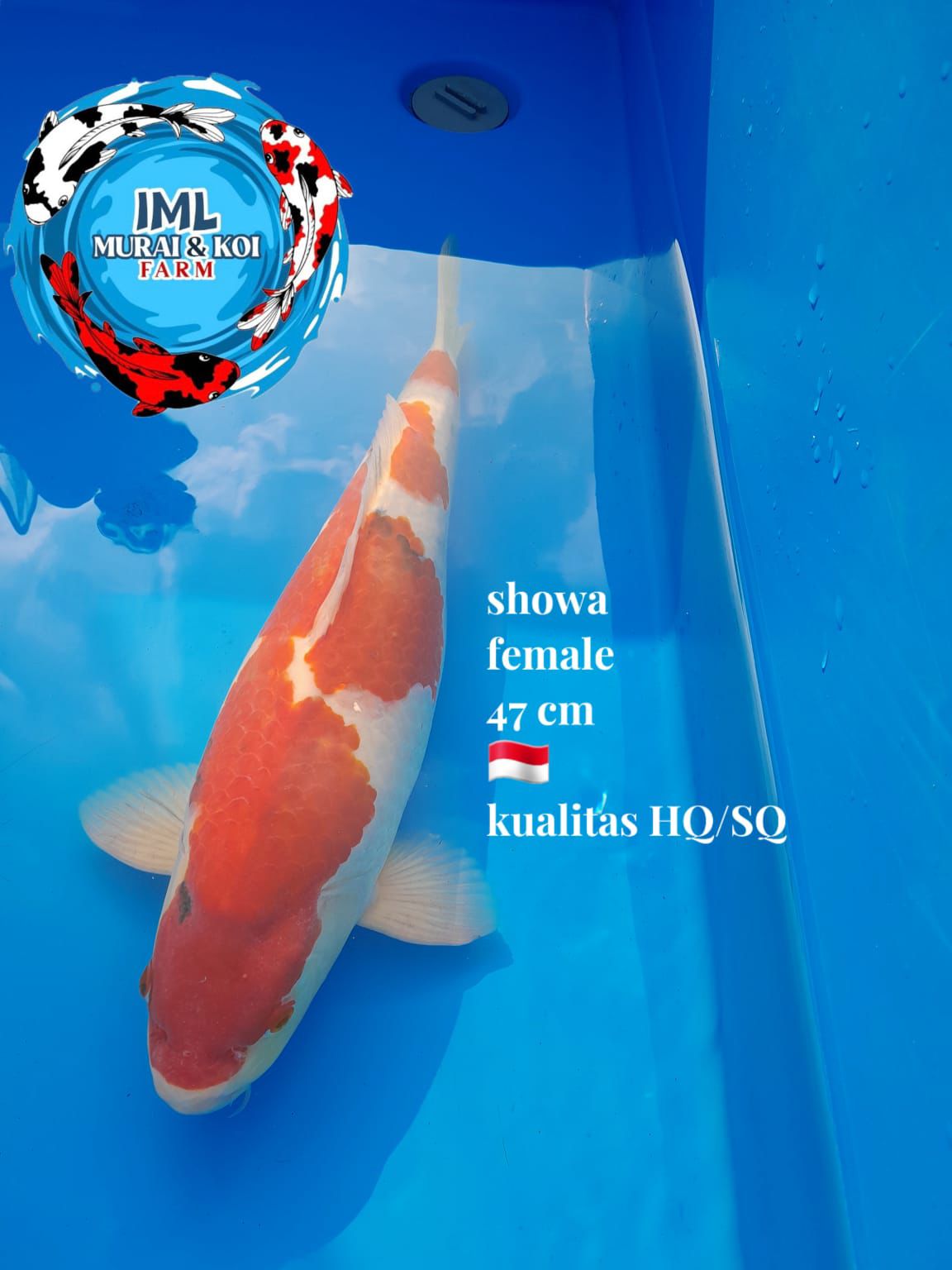 Lelang Koi Online, Jual Beli Ikan Koi, Pusat Jual Beli Koi, Info Lelang Koi Hari Ini, Platform Jual Beli Koi, Jual Beli Ikan Koi Online, Marketplace Ikan Koi, Jual Koi Terbaik, Tempat Beli Koi Berkualitas, Pasar Ikan Koi Online Terpercaya, Penjual Ikan Koi Terpercaya, Beli Koi Hias Online, Ikan Koi untuk Dijual, Koi Kualitas Terbaik, Toko Online Ikan Koi, Koi Hias Untuk Dijual, Jual Beli Ikan Koi Lokal, Koi Indonesia Online, Pusat Jual Beli Koi Terbesar