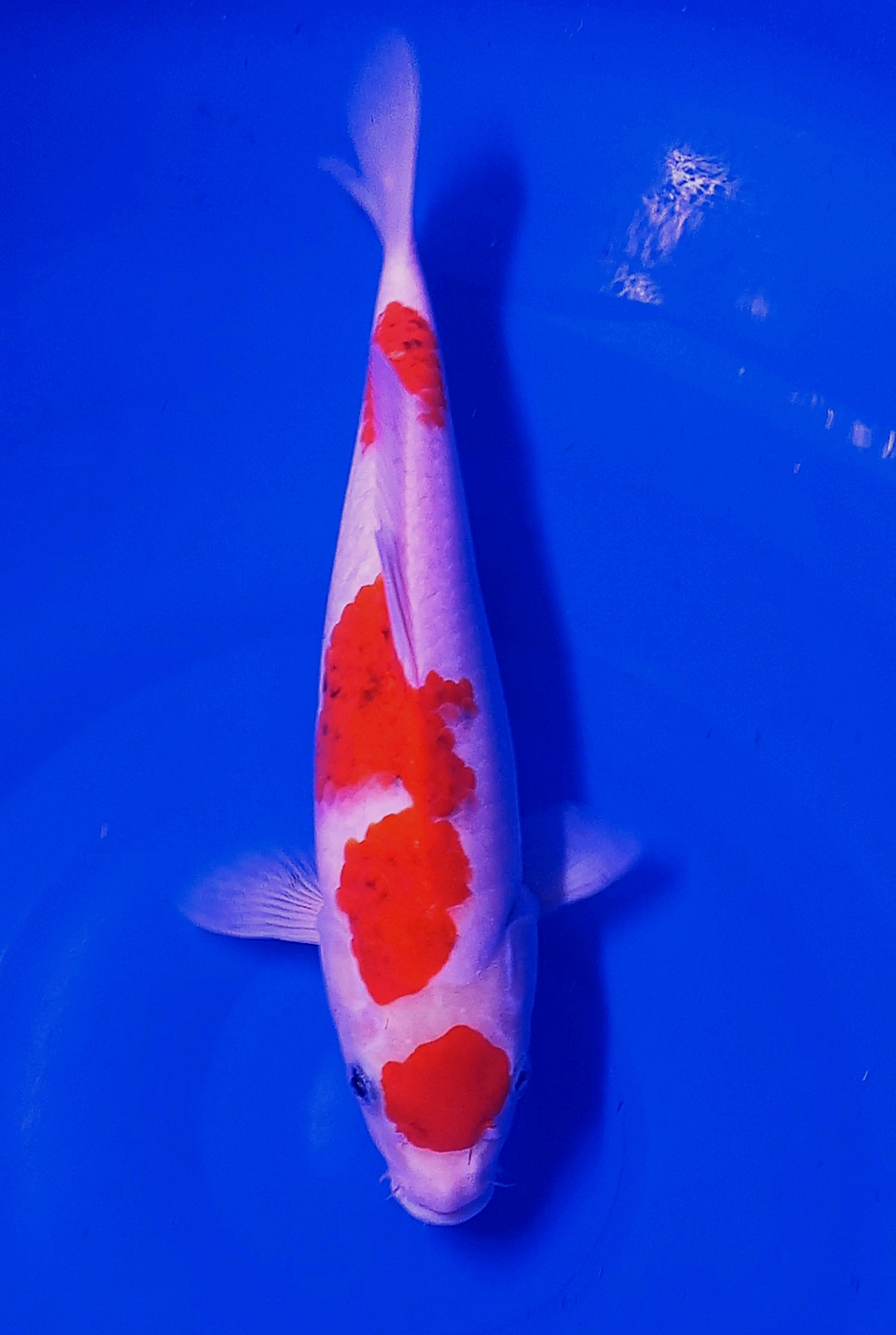 Lelang Koi Online, Jual Beli Ikan Koi, Pusat Jual Beli Koi, Info Lelang Koi Hari Ini, Platform Jual Beli Koi, Jual Beli Ikan Koi Online, Marketplace Ikan Koi, Jual Koi Terbaik, Tempat Beli Koi Berkualitas, Pasar Ikan Koi Online Terpercaya, Penjual Ikan Koi Terpercaya, Beli Koi Hias Online, Ikan Koi untuk Dijual, Koi Kualitas Terbaik, Toko Online Ikan Koi, Koi Hias Untuk Dijual, Jual Beli Ikan Koi Lokal, Koi Indonesia Online, Pusat Jual Beli Koi Terbesar