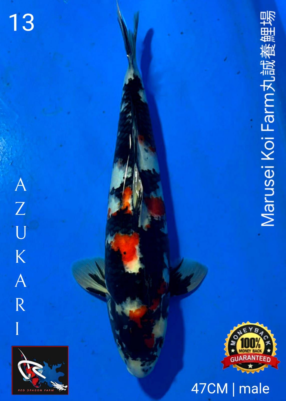 Lelang Koi Online, Jual Beli Ikan Koi, Pusat Jual Beli Koi, Info Lelang Koi Hari Ini, Platform Jual Beli Koi, Jual Beli Ikan Koi Online, Marketplace Ikan Koi, Jual Koi Terbaik, Tempat Beli Koi Berkualitas, Pasar Ikan Koi Online Terpercaya, Penjual Ikan Koi Terpercaya, Beli Koi Hias Online, Ikan Koi untuk Dijual, Koi Kualitas Terbaik, Toko Online Ikan Koi, Koi Hias Untuk Dijual, Jual Beli Ikan Koi Lokal, Koi Indonesia Online, Pusat Jual Beli Koi Terbesar