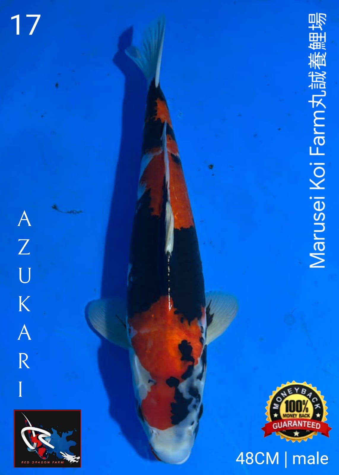 Lelang Koi Online, Jual Beli Ikan Koi, Pusat Jual Beli Koi, Info Lelang Koi Hari Ini, Platform Jual Beli Koi, Jual Beli Ikan Koi Online, Marketplace Ikan Koi, Jual Koi Terbaik, Tempat Beli Koi Berkualitas, Pasar Ikan Koi Online Terpercaya, Penjual Ikan Koi Terpercaya, Beli Koi Hias Online, Ikan Koi untuk Dijual, Koi Kualitas Terbaik, Toko Online Ikan Koi, Koi Hias Untuk Dijual, Jual Beli Ikan Koi Lokal, Koi Indonesia Online, Pusat Jual Beli Koi Terbesar