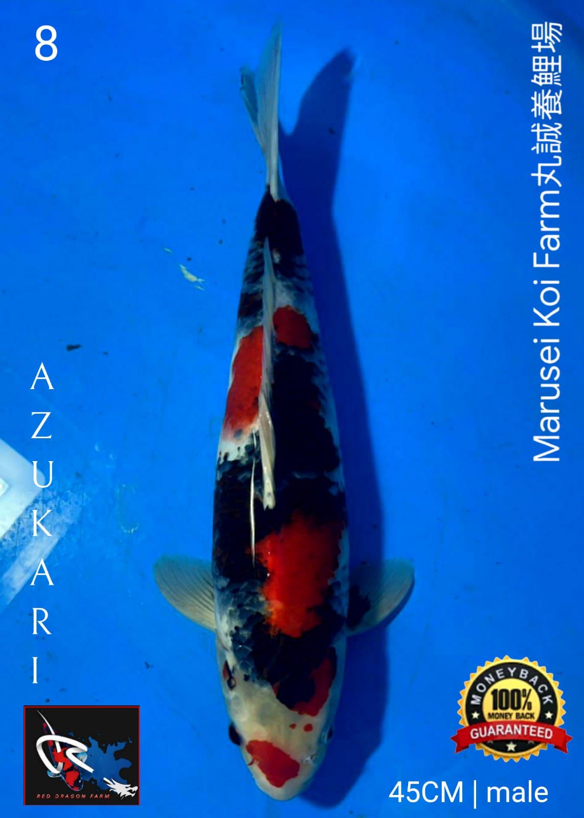 Lelang Koi Online, Jual Beli Ikan Koi, Pusat Jual Beli Koi, Info Lelang Koi Hari Ini, Platform Jual Beli Koi, Jual Beli Ikan Koi Online, Marketplace Ikan Koi, Jual Koi Terbaik, Tempat Beli Koi Berkualitas, Pasar Ikan Koi Online Terpercaya, Penjual Ikan Koi Terpercaya, Beli Koi Hias Online, Ikan Koi untuk Dijual, Koi Kualitas Terbaik, Toko Online Ikan Koi, Koi Hias Untuk Dijual, Jual Beli Ikan Koi Lokal, Koi Indonesia Online, Pusat Jual Beli Koi Terbesar