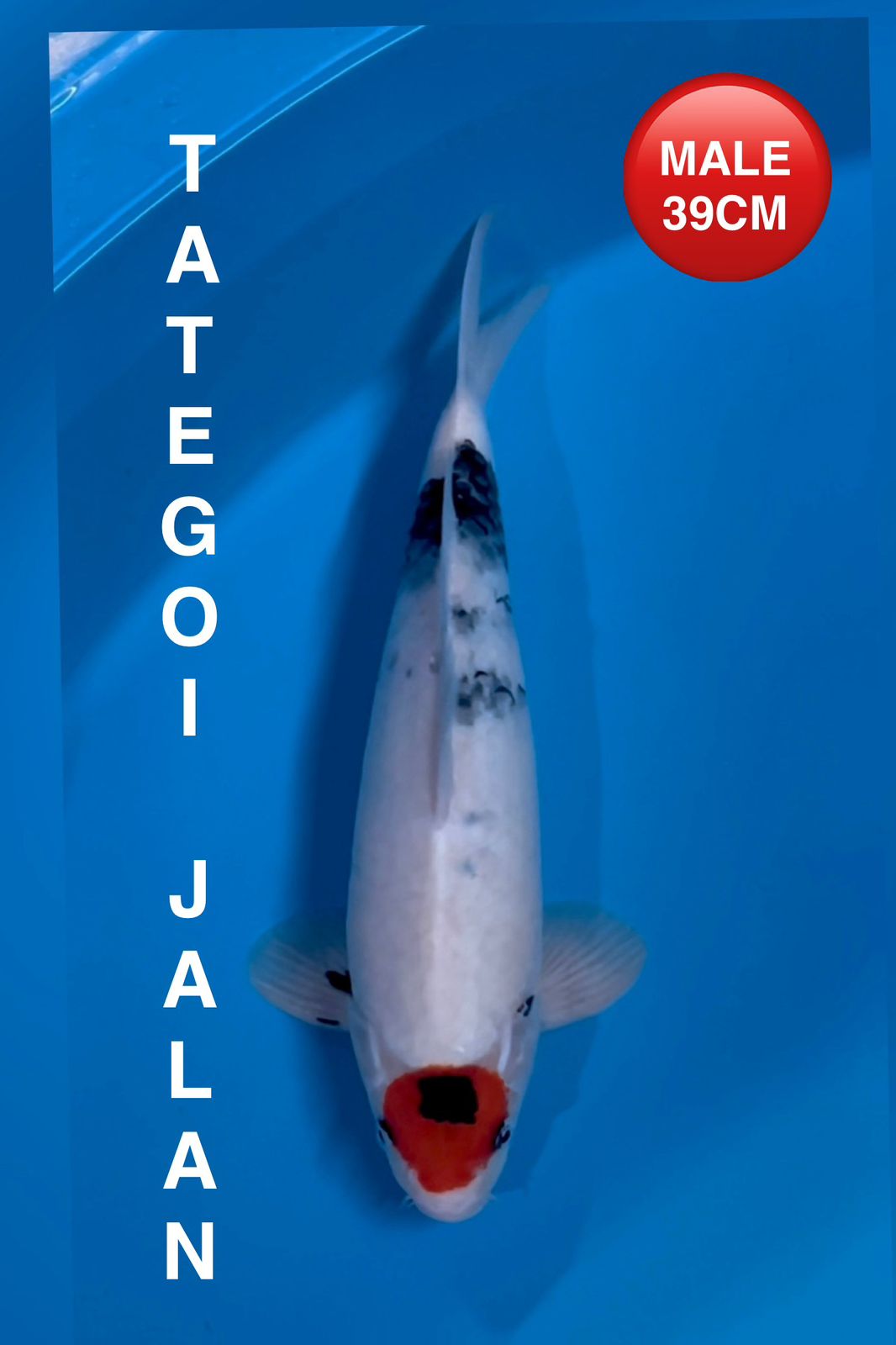 Lelang Koi Online, Jual Beli Ikan Koi, Pusat Jual Beli Koi, Info Lelang Koi Hari Ini, Platform Jual Beli Koi, Jual Beli Ikan Koi Online, Marketplace Ikan Koi, Jual Koi Terbaik, Tempat Beli Koi Berkualitas, Pasar Ikan Koi Online Terpercaya, Penjual Ikan Koi Terpercaya, Beli Koi Hias Online, Ikan Koi untuk Dijual, Koi Kualitas Terbaik, Toko Online Ikan Koi, Koi Hias Untuk Dijual, Jual Beli Ikan Koi Lokal, Koi Indonesia Online, Pusat Jual Beli Koi Terbesar