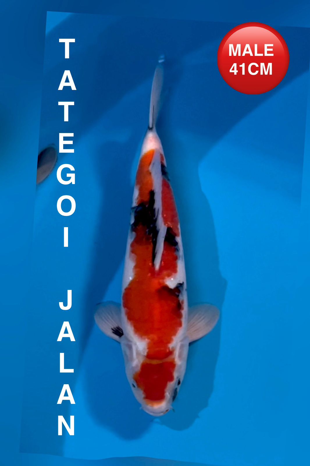 Lelang Koi Online, Jual Beli Ikan Koi, Pusat Jual Beli Koi, Info Lelang Koi Hari Ini, Platform Jual Beli Koi, Jual Beli Ikan Koi Online, Marketplace Ikan Koi, Jual Koi Terbaik, Tempat Beli Koi Berkualitas, Pasar Ikan Koi Online Terpercaya, Penjual Ikan Koi Terpercaya, Beli Koi Hias Online, Ikan Koi untuk Dijual, Koi Kualitas Terbaik, Toko Online Ikan Koi, Koi Hias Untuk Dijual, Jual Beli Ikan Koi Lokal, Koi Indonesia Online, Pusat Jual Beli Koi Terbesar