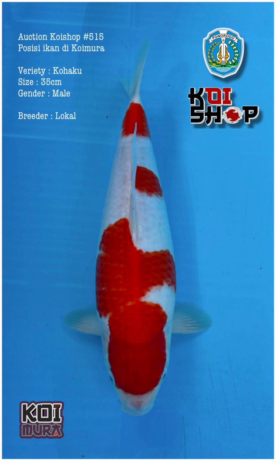 Lelang Koi Online, Jual Beli Ikan Koi, Pusat Jual Beli Koi, Info Lelang Koi Hari Ini, Platform Jual Beli Koi, Jual Beli Ikan Koi Online, Marketplace Ikan Koi, Jual Koi Terbaik, Tempat Beli Koi Berkualitas, Pasar Ikan Koi Online Terpercaya, Penjual Ikan Koi Terpercaya, Beli Koi Hias Online, Ikan Koi untuk Dijual, Koi Kualitas Terbaik, Toko Online Ikan Koi, Koi Hias Untuk Dijual, Jual Beli Ikan Koi Lokal, Koi Indonesia Online, Pusat Jual Beli Koi Terbesar