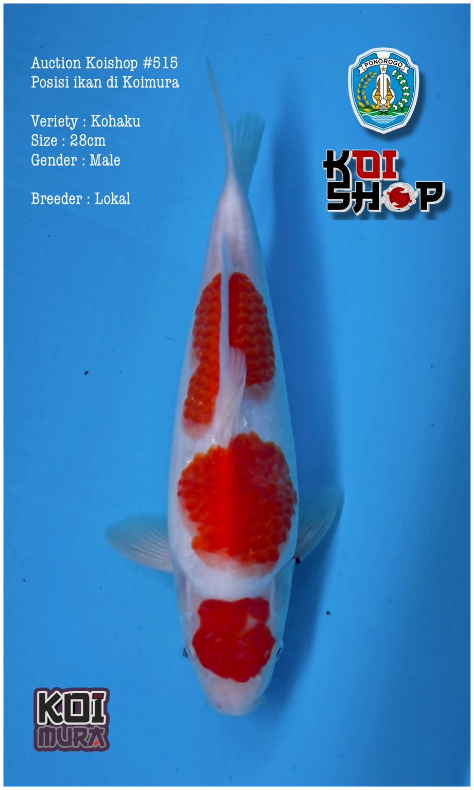 Lelang Koi Online, Jual Beli Ikan Koi, Pusat Jual Beli Koi, Info Lelang Koi Hari Ini, Platform Jual Beli Koi, Jual Beli Ikan Koi Online, Marketplace Ikan Koi, Jual Koi Terbaik, Tempat Beli Koi Berkualitas, Pasar Ikan Koi Online Terpercaya, Penjual Ikan Koi Terpercaya, Beli Koi Hias Online, Ikan Koi untuk Dijual, Koi Kualitas Terbaik, Toko Online Ikan Koi, Koi Hias Untuk Dijual, Jual Beli Ikan Koi Lokal, Koi Indonesia Online, Pusat Jual Beli Koi Terbesar