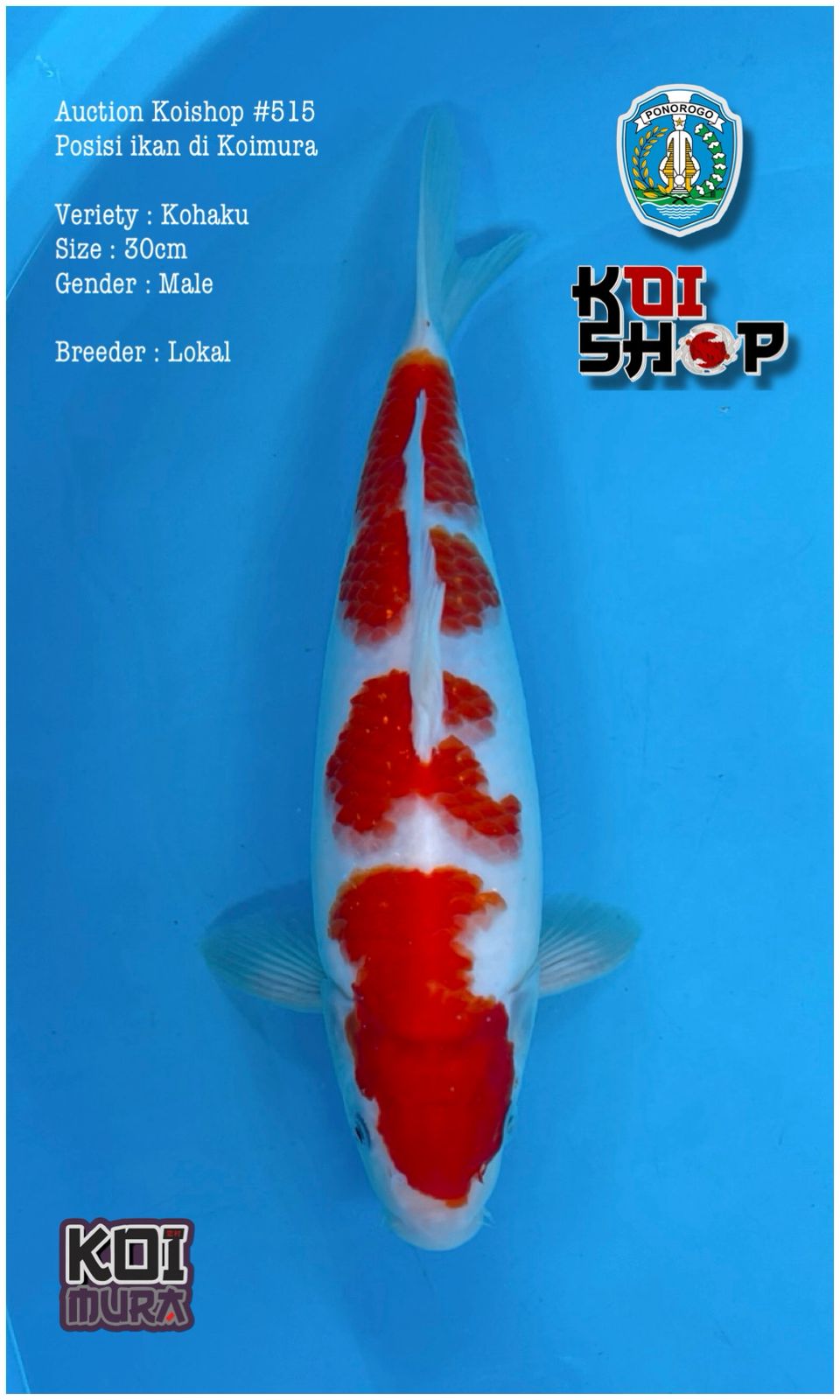 Lelang Koi Online, Jual Beli Ikan Koi, Pusat Jual Beli Koi, Info Lelang Koi Hari Ini, Platform Jual Beli Koi, Jual Beli Ikan Koi Online, Marketplace Ikan Koi, Jual Koi Terbaik, Tempat Beli Koi Berkualitas, Pasar Ikan Koi Online Terpercaya, Penjual Ikan Koi Terpercaya, Beli Koi Hias Online, Ikan Koi untuk Dijual, Koi Kualitas Terbaik, Toko Online Ikan Koi, Koi Hias Untuk Dijual, Jual Beli Ikan Koi Lokal, Koi Indonesia Online, Pusat Jual Beli Koi Terbesar