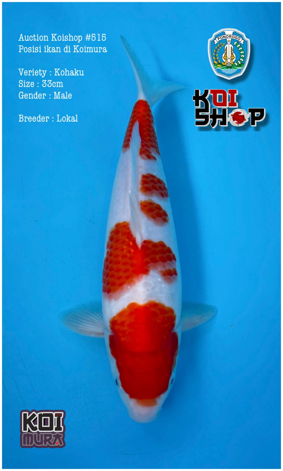 Lelang Koi Online, Jual Beli Ikan Koi, Pusat Jual Beli Koi, Info Lelang Koi Hari Ini, Platform Jual Beli Koi, Jual Beli Ikan Koi Online, Marketplace Ikan Koi, Jual Koi Terbaik, Tempat Beli Koi Berkualitas, Pasar Ikan Koi Online Terpercaya, Penjual Ikan Koi Terpercaya, Beli Koi Hias Online, Ikan Koi untuk Dijual, Koi Kualitas Terbaik, Toko Online Ikan Koi, Koi Hias Untuk Dijual, Jual Beli Ikan Koi Lokal, Koi Indonesia Online, Pusat Jual Beli Koi Terbesar