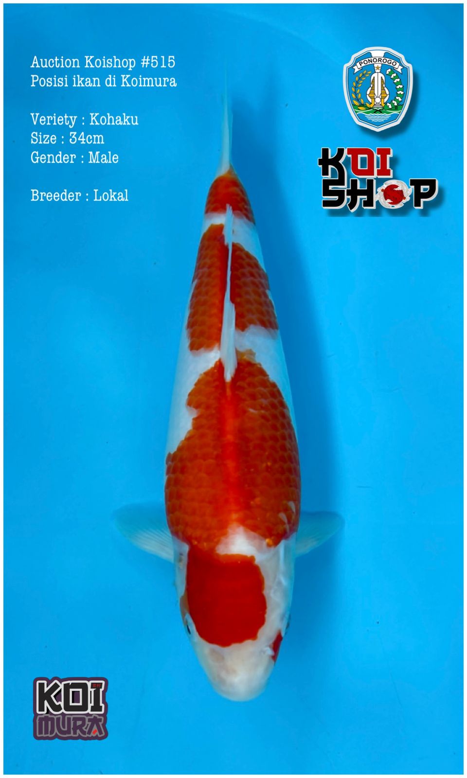 Lelang Koi Online, Jual Beli Ikan Koi, Pusat Jual Beli Koi, Info Lelang Koi Hari Ini, Platform Jual Beli Koi, Jual Beli Ikan Koi Online, Marketplace Ikan Koi, Jual Koi Terbaik, Tempat Beli Koi Berkualitas, Pasar Ikan Koi Online Terpercaya, Penjual Ikan Koi Terpercaya, Beli Koi Hias Online, Ikan Koi untuk Dijual, Koi Kualitas Terbaik, Toko Online Ikan Koi, Koi Hias Untuk Dijual, Jual Beli Ikan Koi Lokal, Koi Indonesia Online, Pusat Jual Beli Koi Terbesar