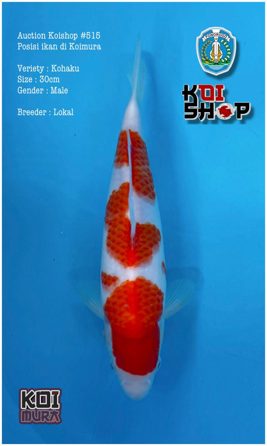 Lelang Koi Online, Jual Beli Ikan Koi, Pusat Jual Beli Koi, Info Lelang Koi Hari Ini, Platform Jual Beli Koi, Jual Beli Ikan Koi Online, Marketplace Ikan Koi, Jual Koi Terbaik, Tempat Beli Koi Berkualitas, Pasar Ikan Koi Online Terpercaya, Penjual Ikan Koi Terpercaya, Beli Koi Hias Online, Ikan Koi untuk Dijual, Koi Kualitas Terbaik, Toko Online Ikan Koi, Koi Hias Untuk Dijual, Jual Beli Ikan Koi Lokal, Koi Indonesia Online, Pusat Jual Beli Koi Terbesar