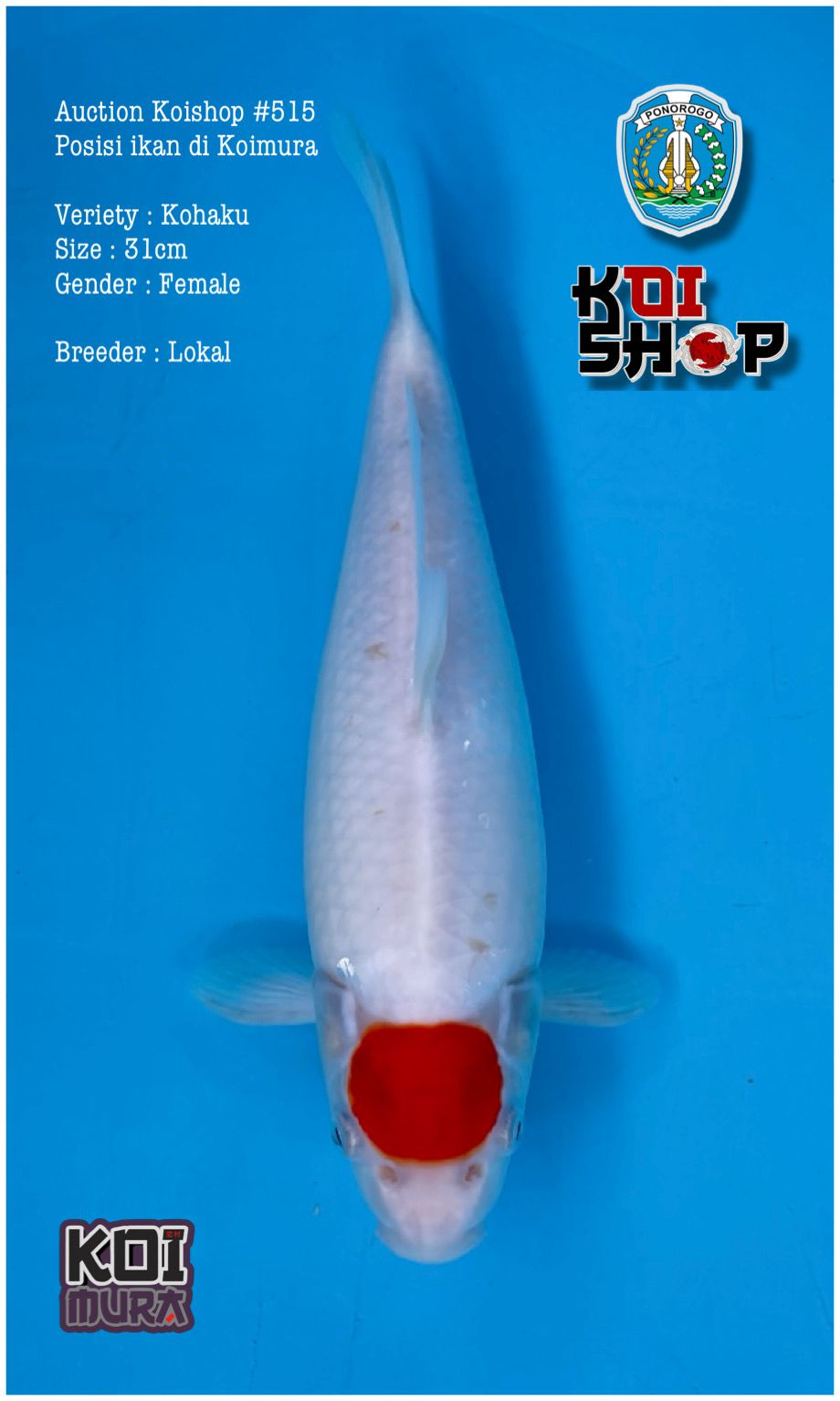 Lelang Koi Online, Jual Beli Ikan Koi, Pusat Jual Beli Koi, Info Lelang Koi Hari Ini, Platform Jual Beli Koi, Jual Beli Ikan Koi Online, Marketplace Ikan Koi, Jual Koi Terbaik, Tempat Beli Koi Berkualitas, Pasar Ikan Koi Online Terpercaya, Penjual Ikan Koi Terpercaya, Beli Koi Hias Online, Ikan Koi untuk Dijual, Koi Kualitas Terbaik, Toko Online Ikan Koi, Koi Hias Untuk Dijual, Jual Beli Ikan Koi Lokal, Koi Indonesia Online, Pusat Jual Beli Koi Terbesar