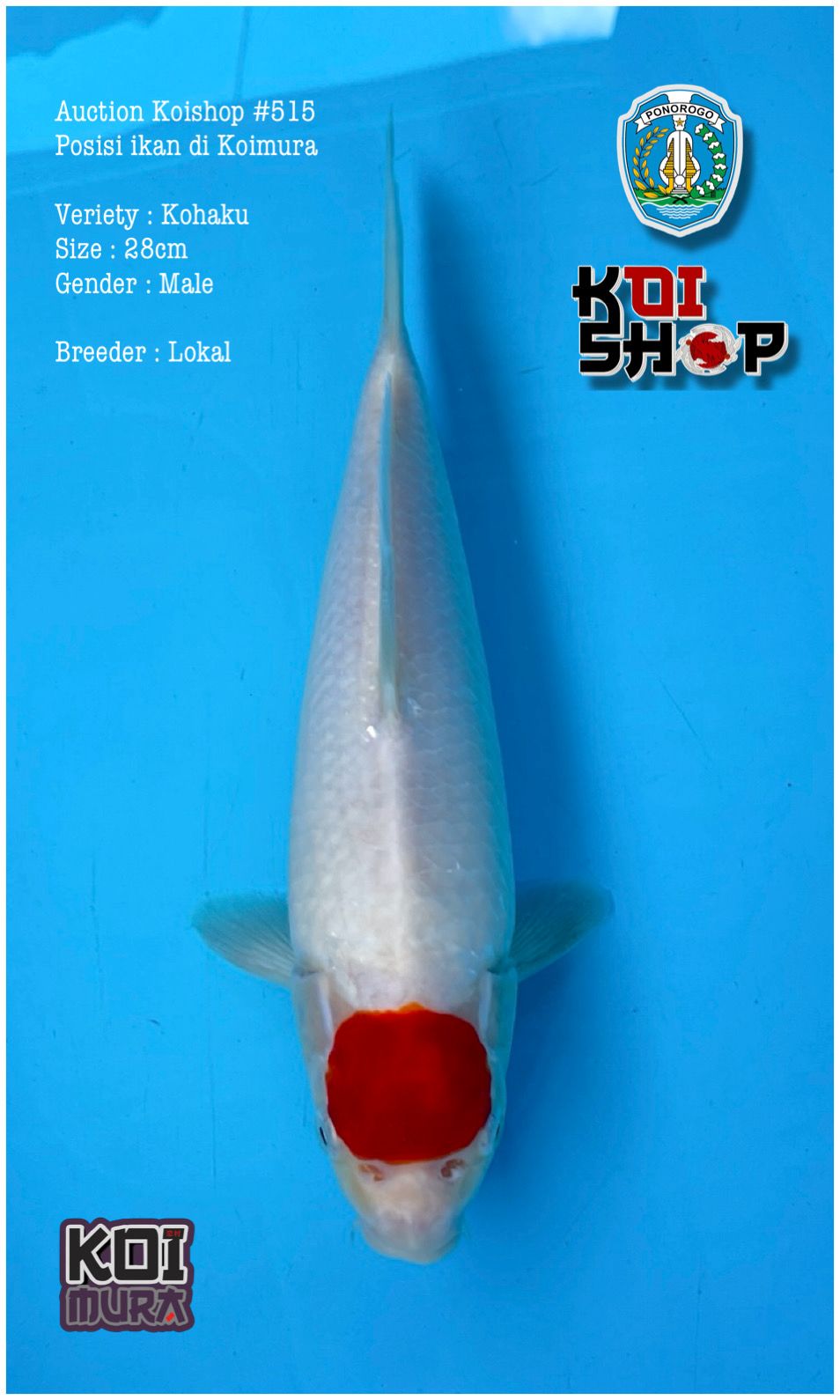 Lelang Koi Online, Jual Beli Ikan Koi, Pusat Jual Beli Koi, Info Lelang Koi Hari Ini, Platform Jual Beli Koi, Jual Beli Ikan Koi Online, Marketplace Ikan Koi, Jual Koi Terbaik, Tempat Beli Koi Berkualitas, Pasar Ikan Koi Online Terpercaya, Penjual Ikan Koi Terpercaya, Beli Koi Hias Online, Ikan Koi untuk Dijual, Koi Kualitas Terbaik, Toko Online Ikan Koi, Koi Hias Untuk Dijual, Jual Beli Ikan Koi Lokal, Koi Indonesia Online, Pusat Jual Beli Koi Terbesar