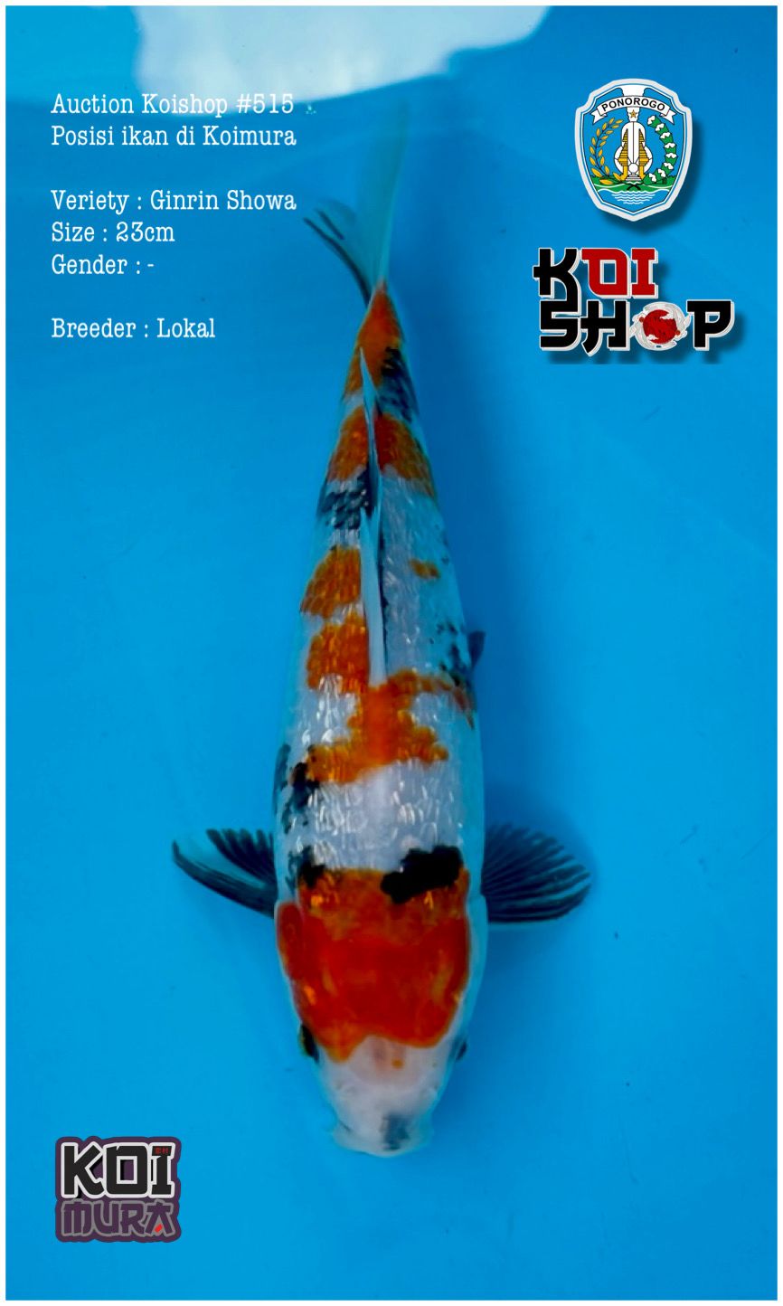 Lelang Koi Online, Jual Beli Ikan Koi, Pusat Jual Beli Koi, Info Lelang Koi Hari Ini, Platform Jual Beli Koi, Jual Beli Ikan Koi Online, Marketplace Ikan Koi, Jual Koi Terbaik, Tempat Beli Koi Berkualitas, Pasar Ikan Koi Online Terpercaya, Penjual Ikan Koi Terpercaya, Beli Koi Hias Online, Ikan Koi untuk Dijual, Koi Kualitas Terbaik, Toko Online Ikan Koi, Koi Hias Untuk Dijual, Jual Beli Ikan Koi Lokal, Koi Indonesia Online, Pusat Jual Beli Koi Terbesar