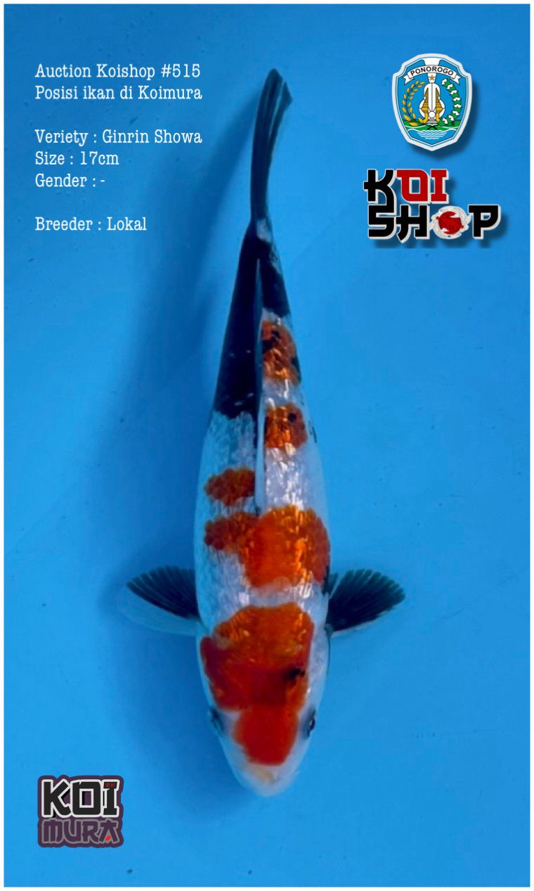 Lelang Koi Online, Jual Beli Ikan Koi, Pusat Jual Beli Koi, Info Lelang Koi Hari Ini, Platform Jual Beli Koi, Jual Beli Ikan Koi Online, Marketplace Ikan Koi, Jual Koi Terbaik, Tempat Beli Koi Berkualitas, Pasar Ikan Koi Online Terpercaya, Penjual Ikan Koi Terpercaya, Beli Koi Hias Online, Ikan Koi untuk Dijual, Koi Kualitas Terbaik, Toko Online Ikan Koi, Koi Hias Untuk Dijual, Jual Beli Ikan Koi Lokal, Koi Indonesia Online, Pusat Jual Beli Koi Terbesar