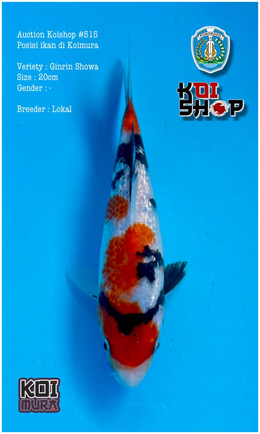 Lelang Koi Online, Jual Beli Ikan Koi, Pusat Jual Beli Koi, Info Lelang Koi Hari Ini, Platform Jual Beli Koi, Jual Beli Ikan Koi Online, Marketplace Ikan Koi, Jual Koi Terbaik, Tempat Beli Koi Berkualitas, Pasar Ikan Koi Online Terpercaya, Penjual Ikan Koi Terpercaya, Beli Koi Hias Online, Ikan Koi untuk Dijual, Koi Kualitas Terbaik, Toko Online Ikan Koi, Koi Hias Untuk Dijual, Jual Beli Ikan Koi Lokal, Koi Indonesia Online, Pusat Jual Beli Koi Terbesar