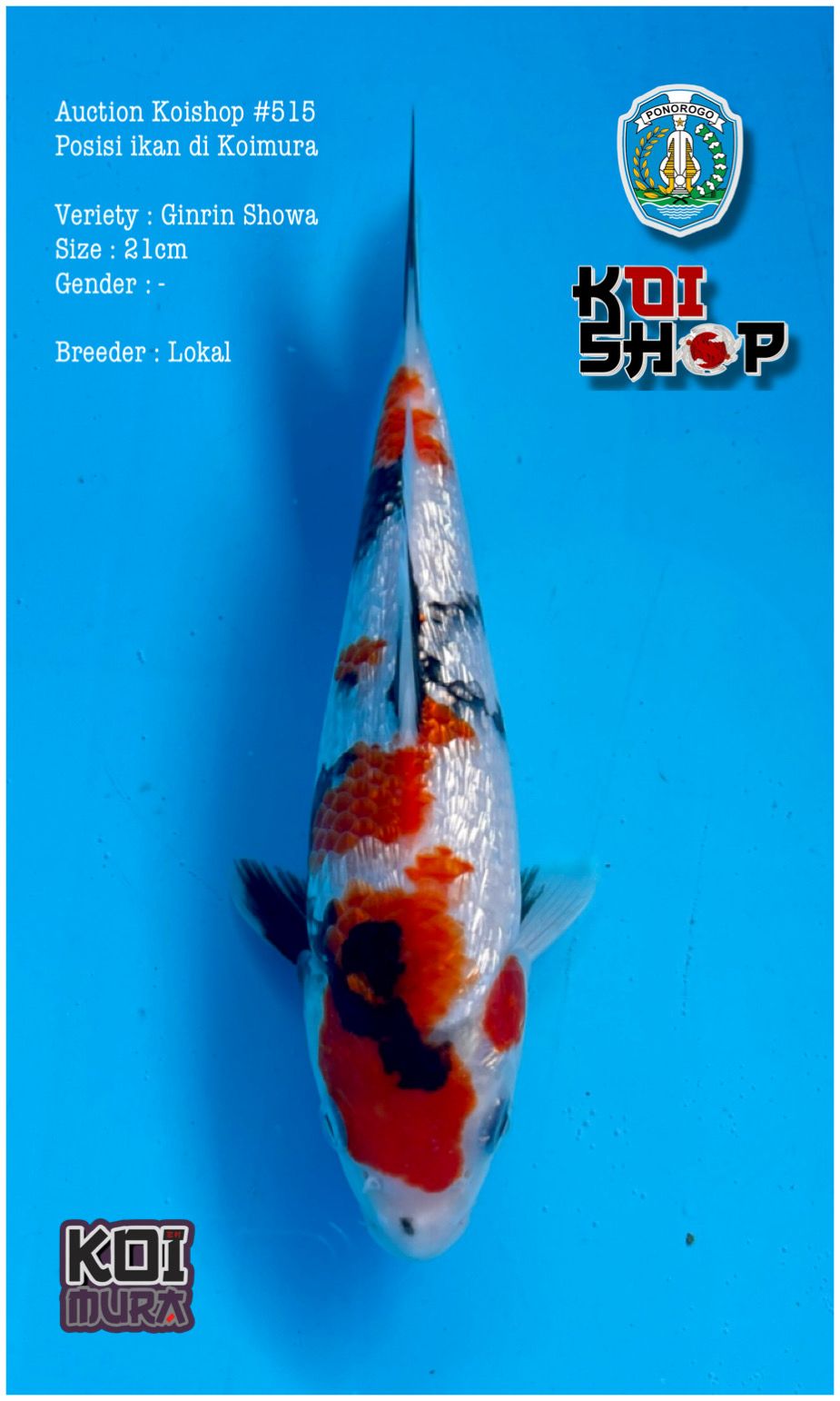 Lelang Koi Online, Jual Beli Ikan Koi, Pusat Jual Beli Koi, Info Lelang Koi Hari Ini, Platform Jual Beli Koi, Jual Beli Ikan Koi Online, Marketplace Ikan Koi, Jual Koi Terbaik, Tempat Beli Koi Berkualitas, Pasar Ikan Koi Online Terpercaya, Penjual Ikan Koi Terpercaya, Beli Koi Hias Online, Ikan Koi untuk Dijual, Koi Kualitas Terbaik, Toko Online Ikan Koi, Koi Hias Untuk Dijual, Jual Beli Ikan Koi Lokal, Koi Indonesia Online, Pusat Jual Beli Koi Terbesar
